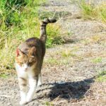 ねこ、風太　巡回