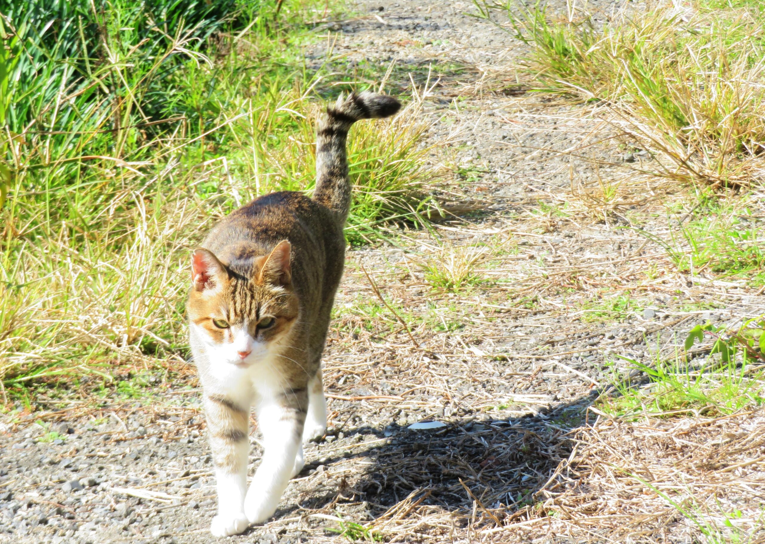 ねこ、風太　巡回