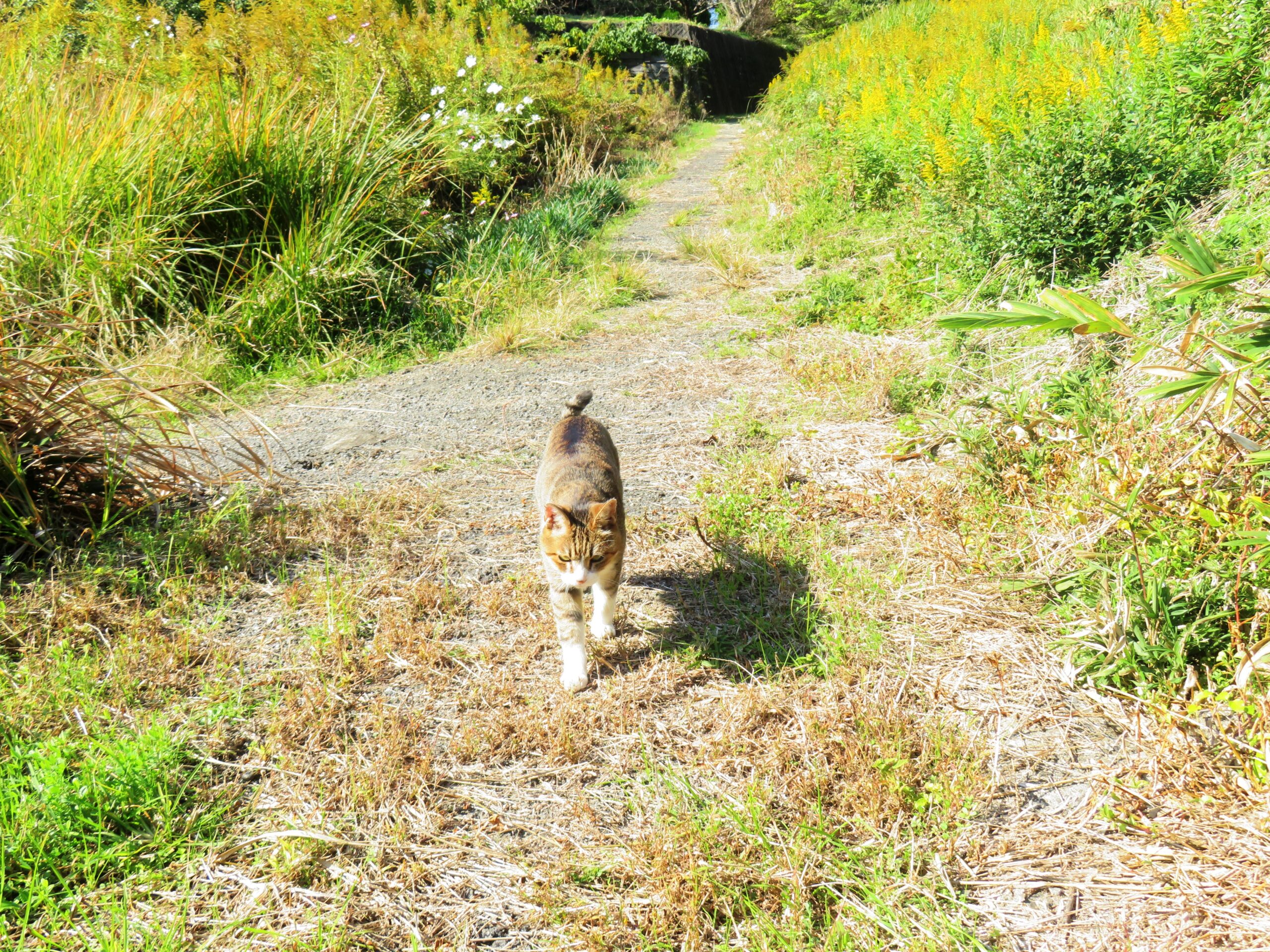 ねこ、風太　巡回