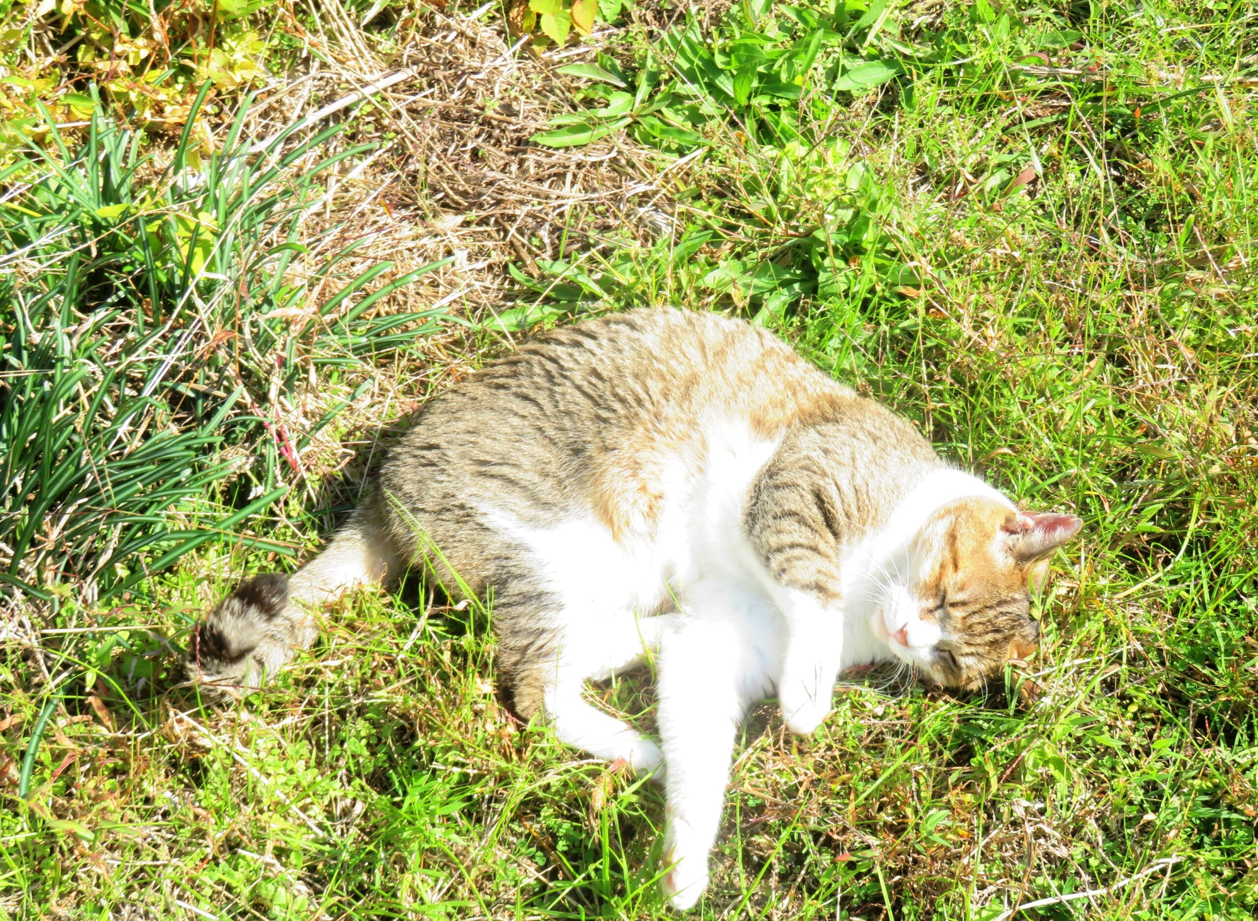 ねこ、風太　ゴロゴロ