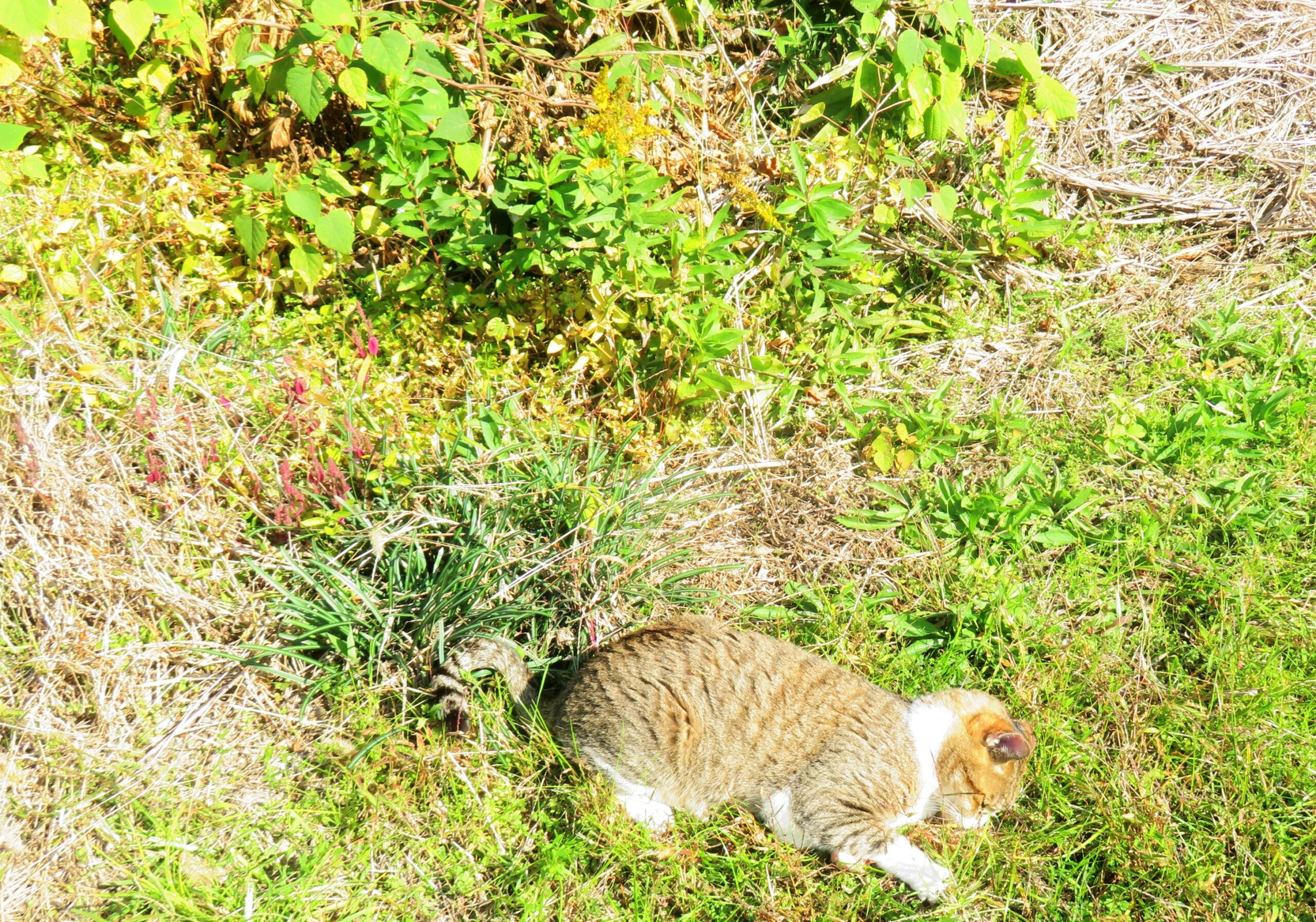 ねこ、風太　ゴロゴロ