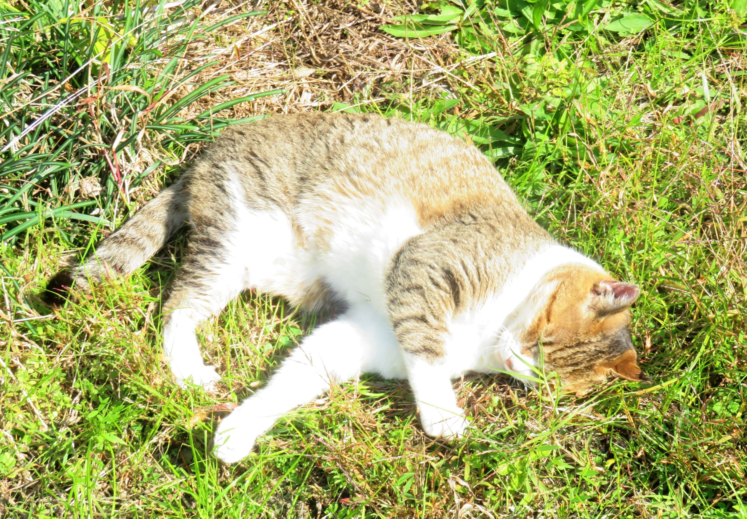 ねこ、風太　ゴロゴロ