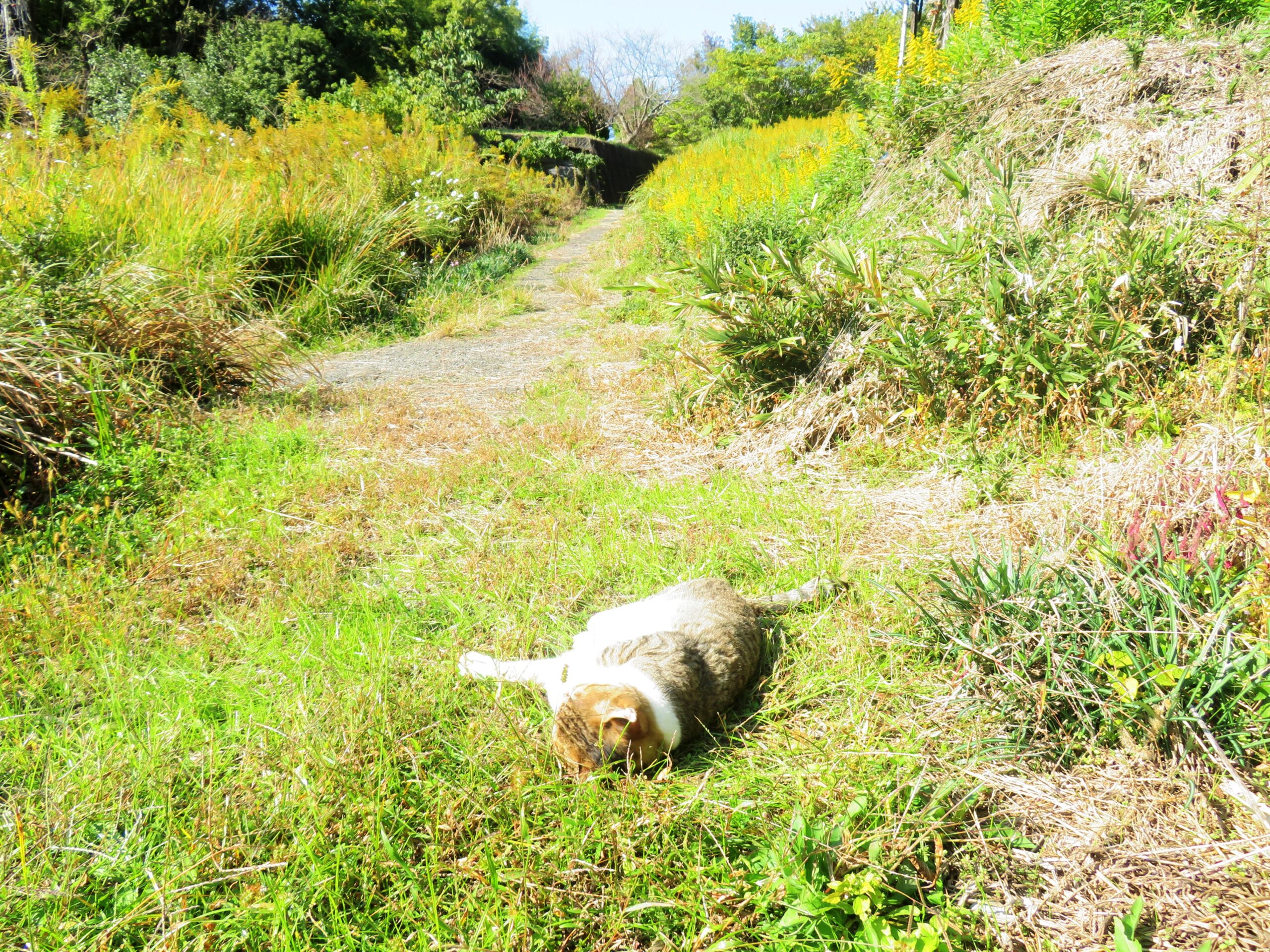 ねこ、風太　巡回