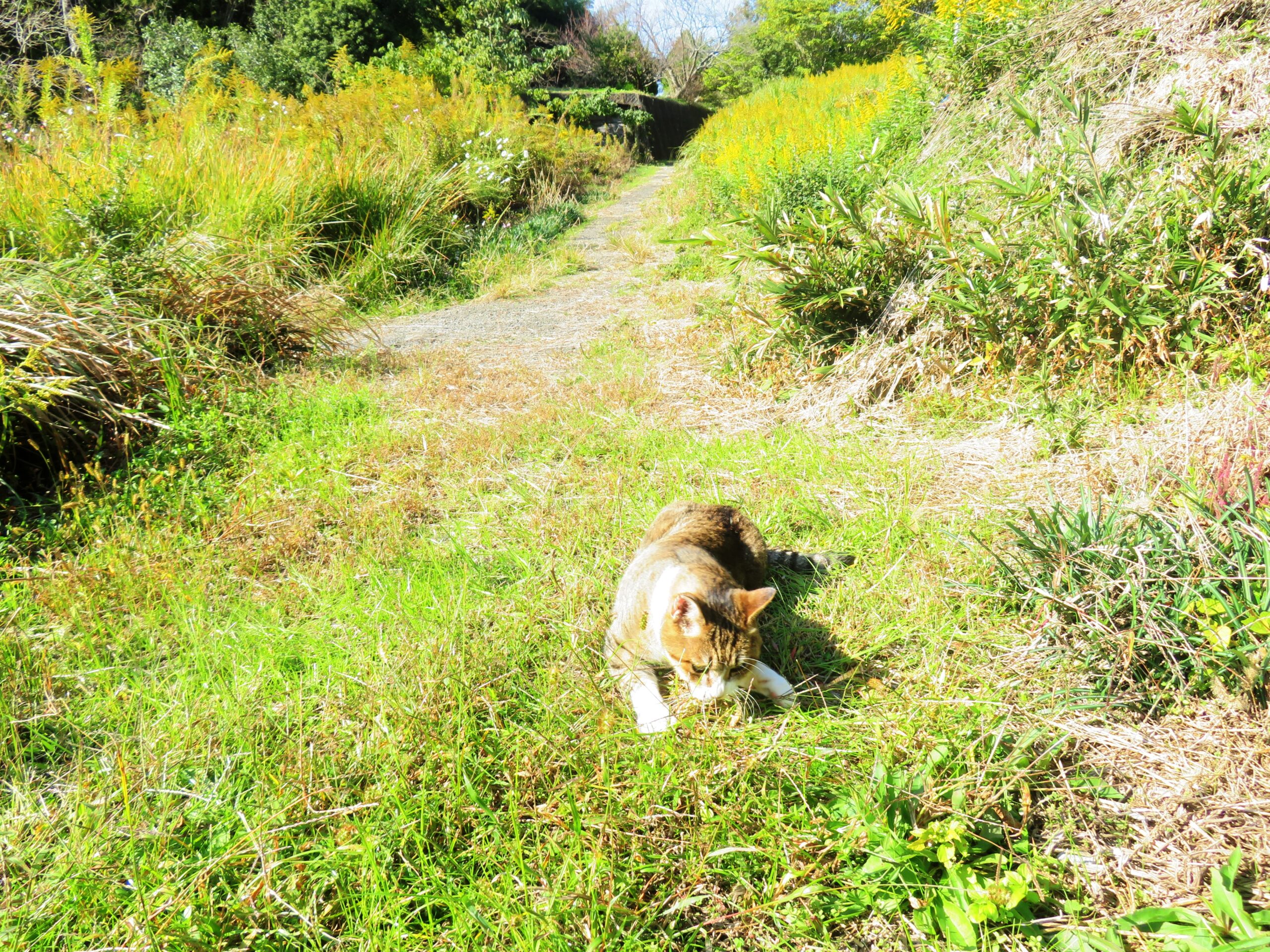 ねこ、風太　巡回