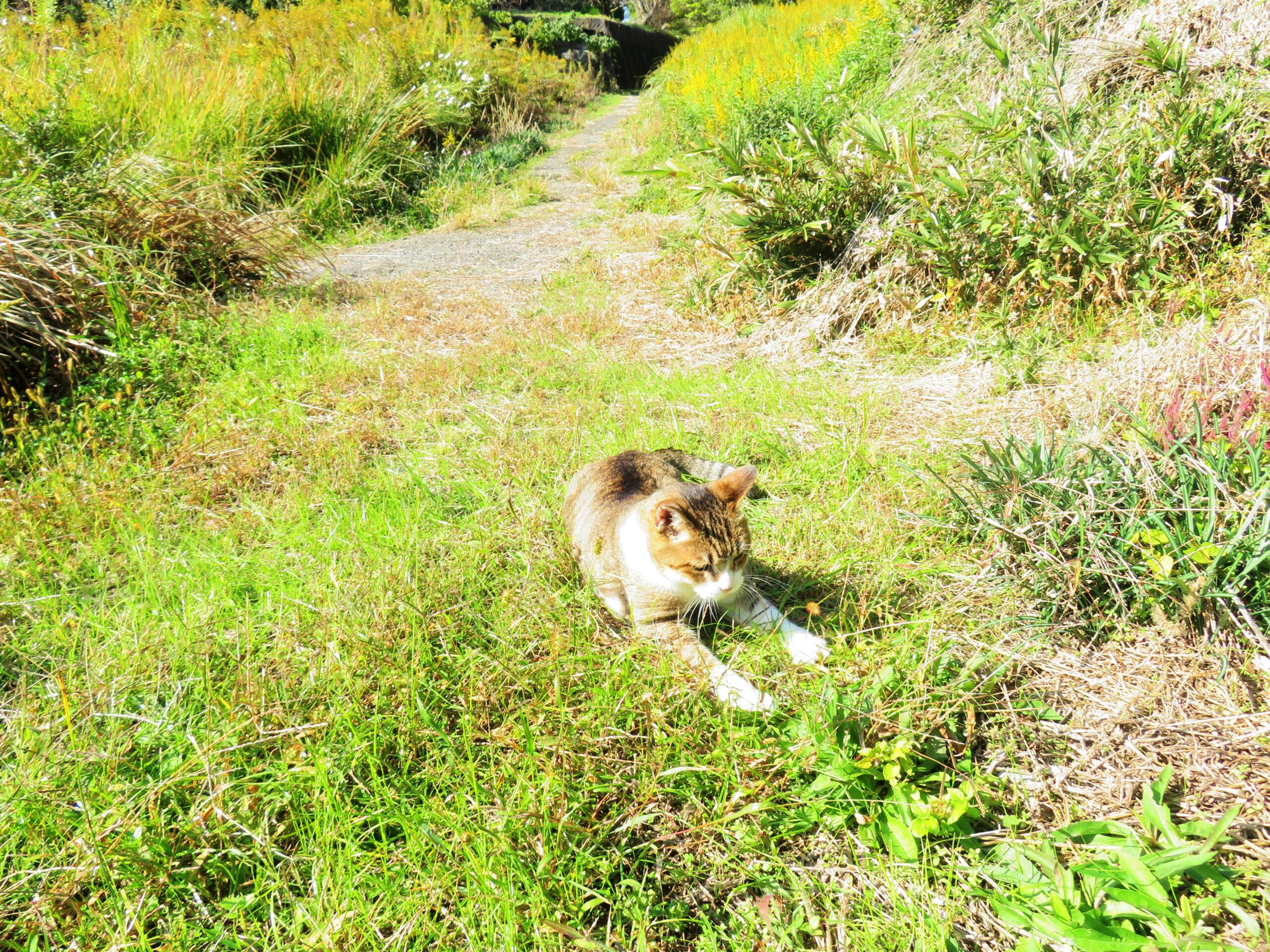 ねこ、風太　巡回