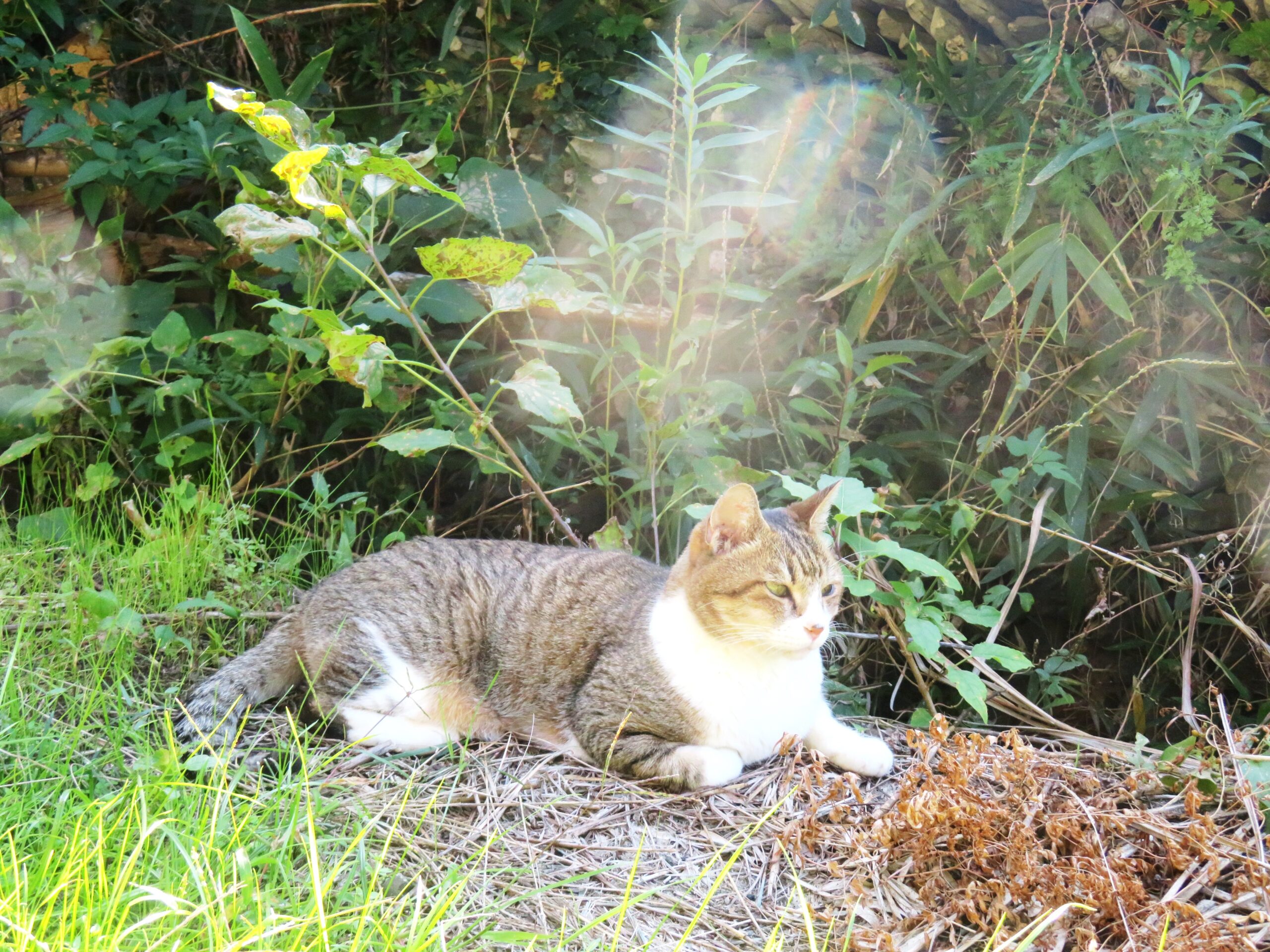 ねこ、風太　ひなたぼっこ