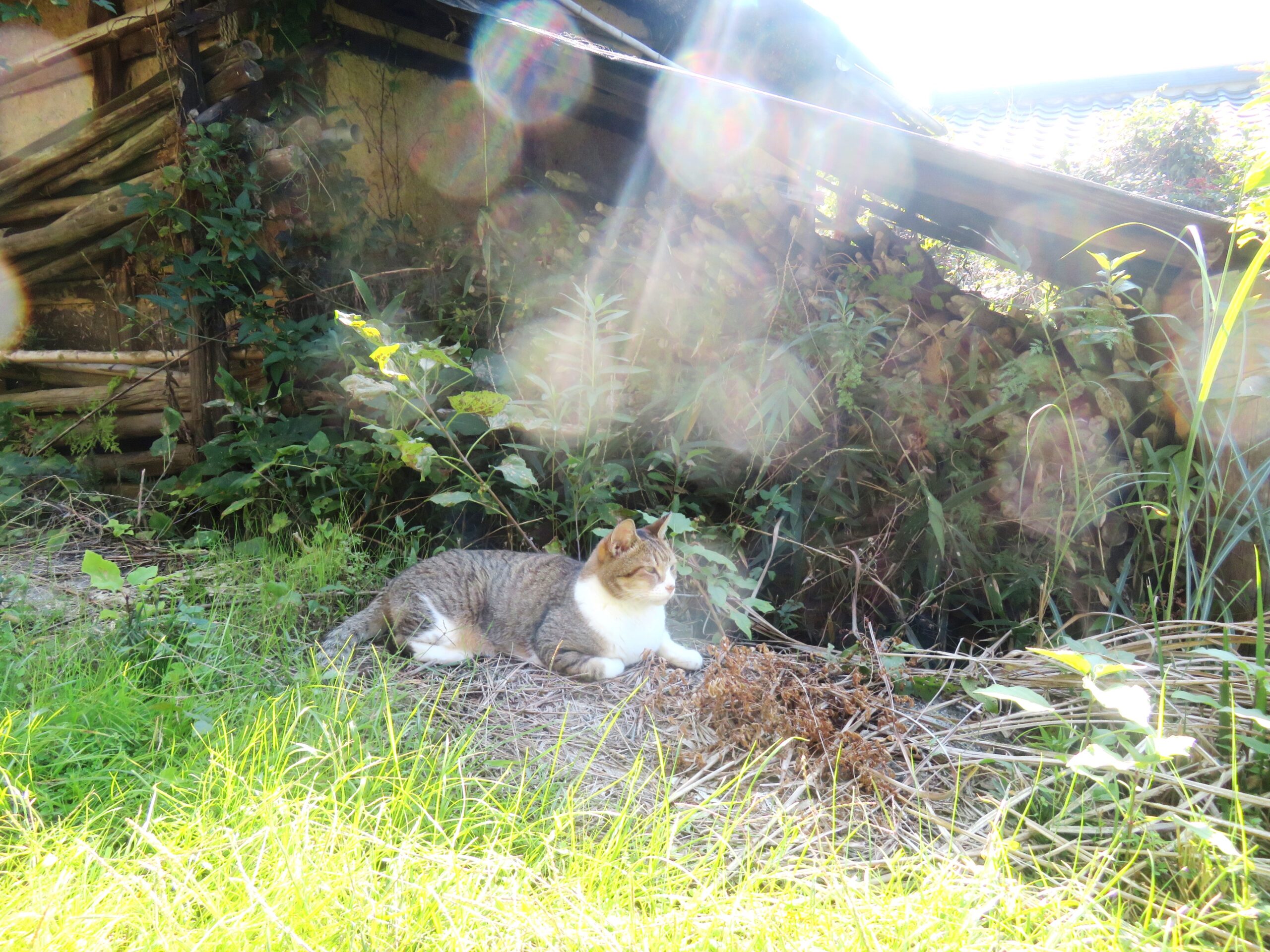 ねこ、風太　ひなたぼっこ