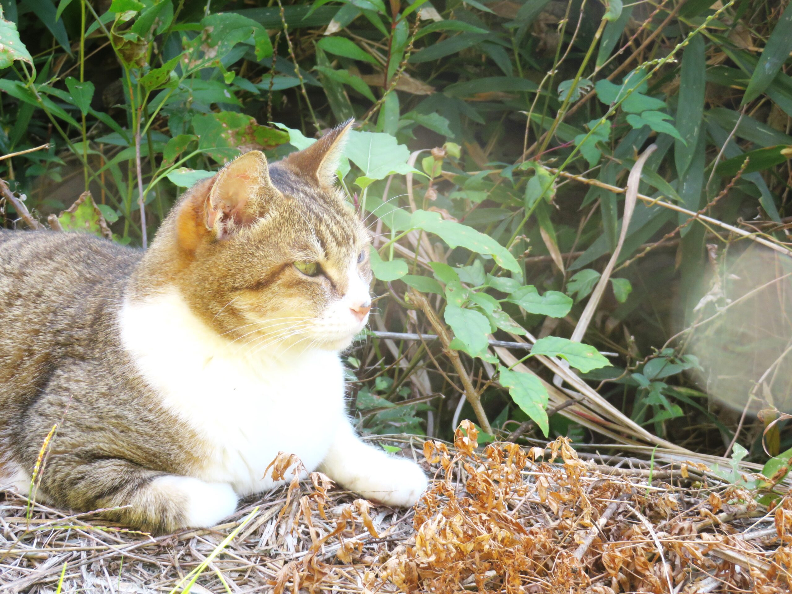 ねこ、風太　ひなたぼっこ