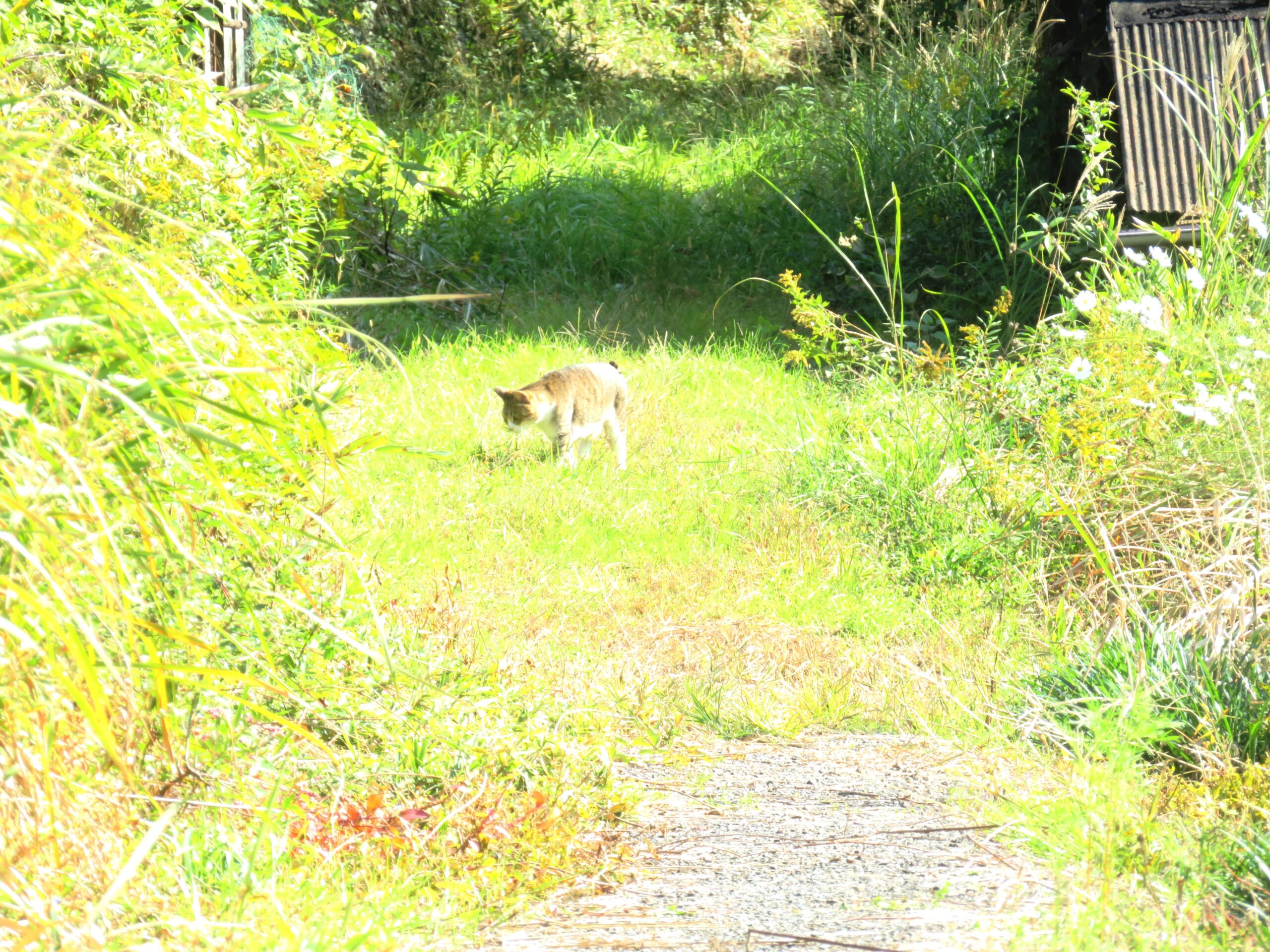 ねこ、風太　巡回