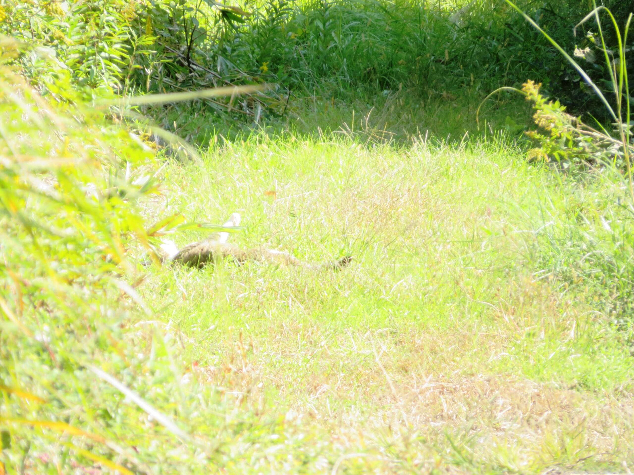 ねこ、風太　巡回