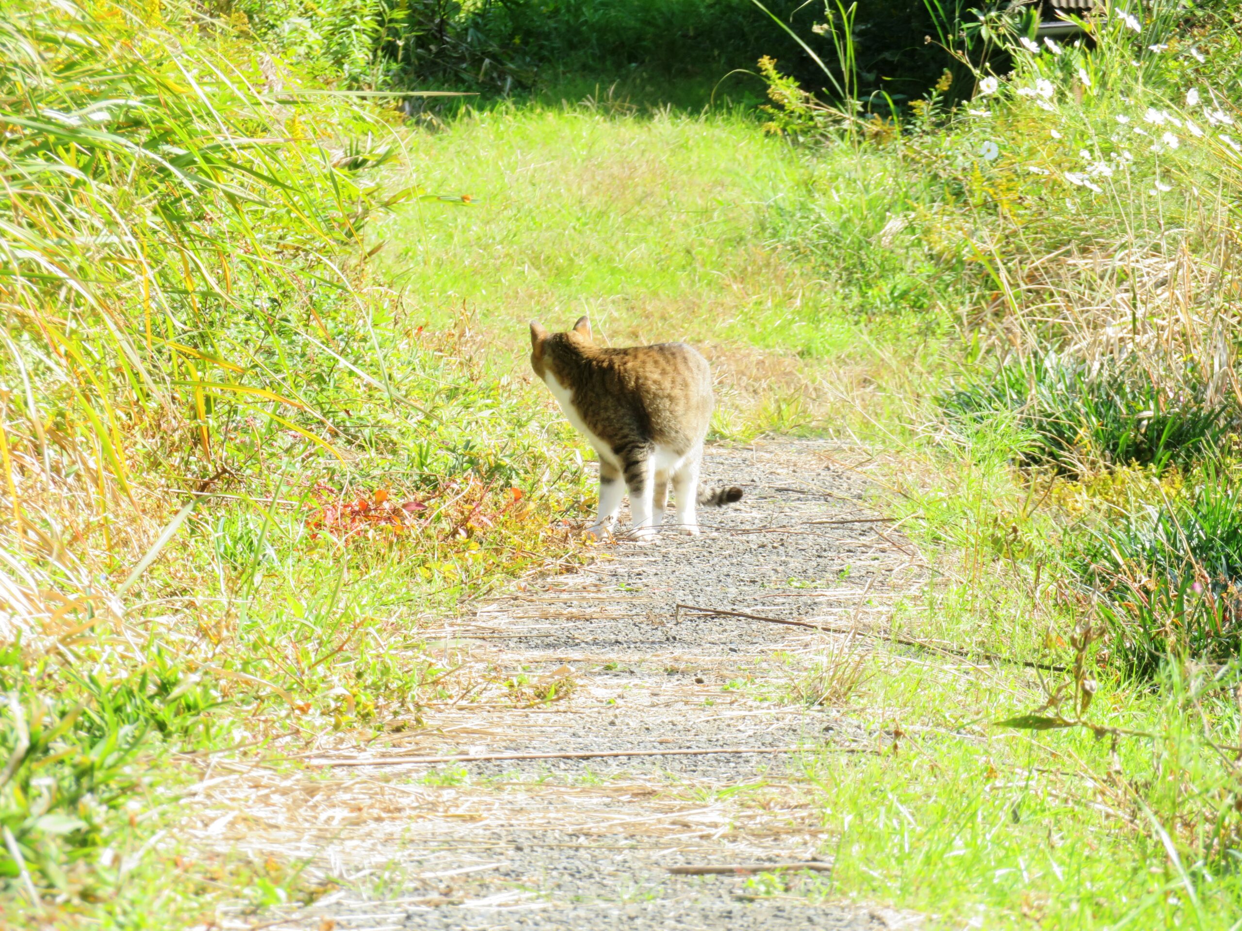 ねこ、風太　巡回