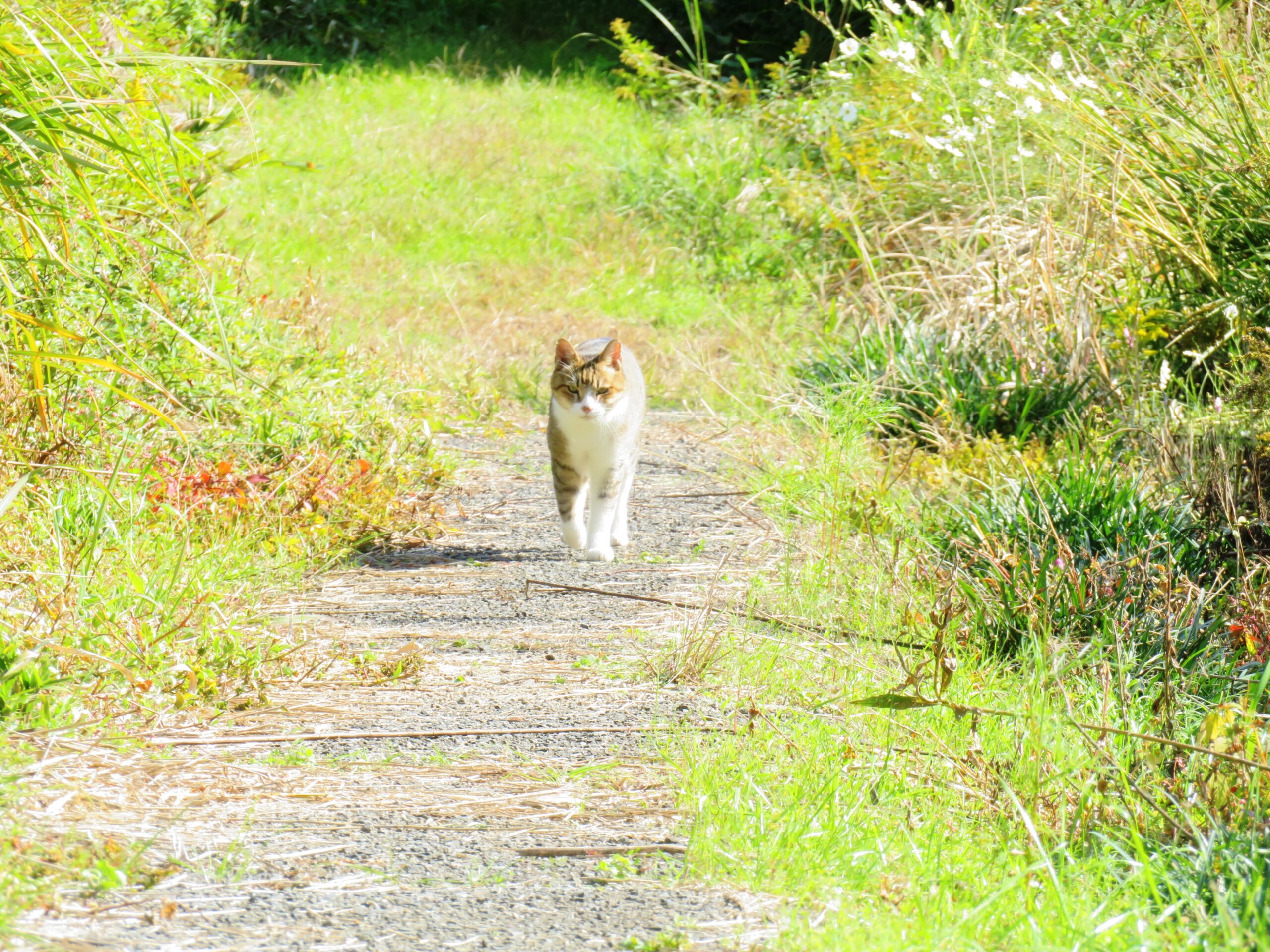 ねこ、風太　巡回