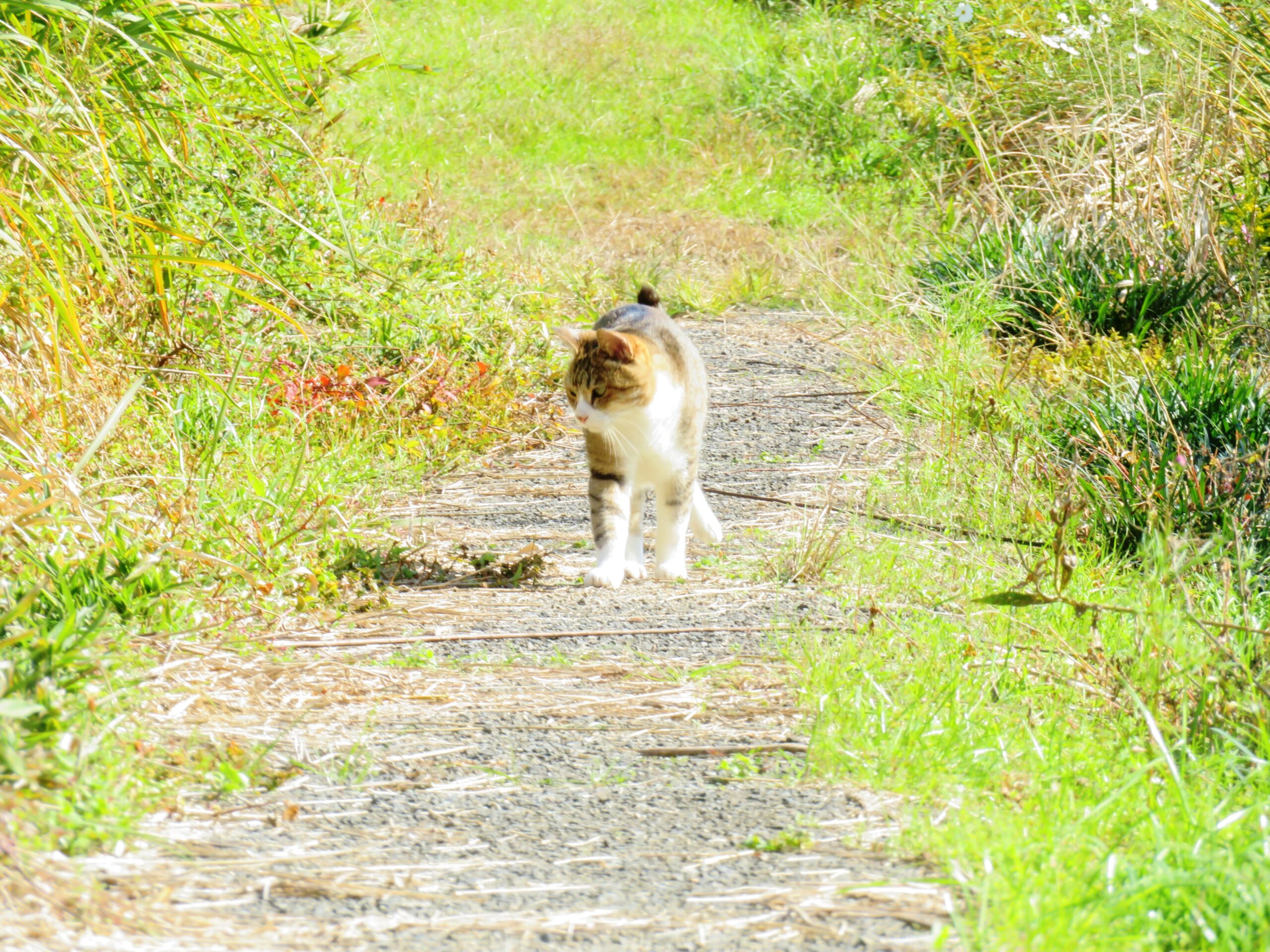 ねこ、風太　巡回