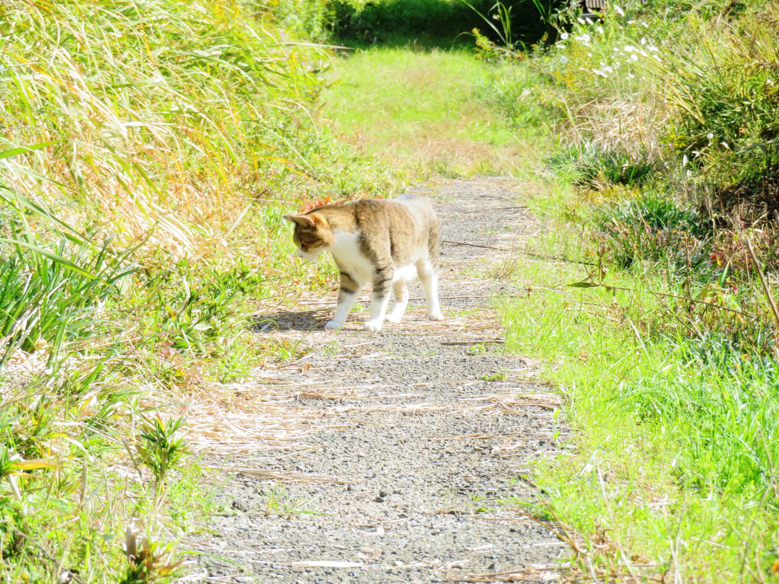 ねこ、風太　巡回