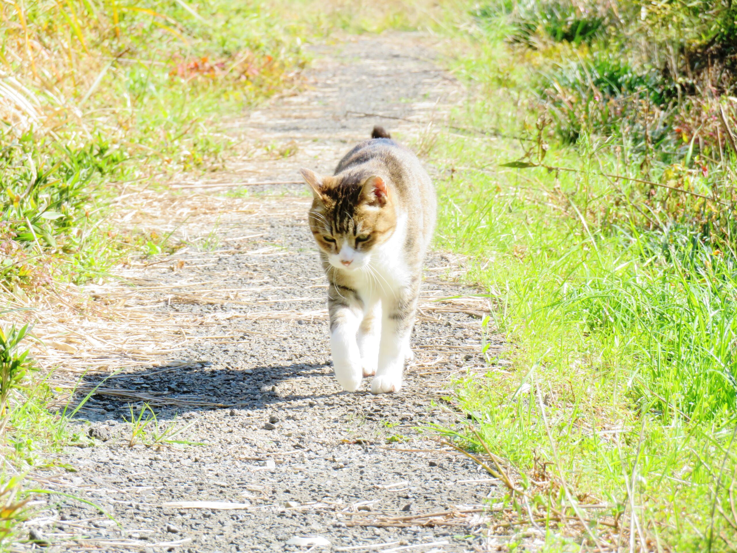 ねこ、風太　巡回