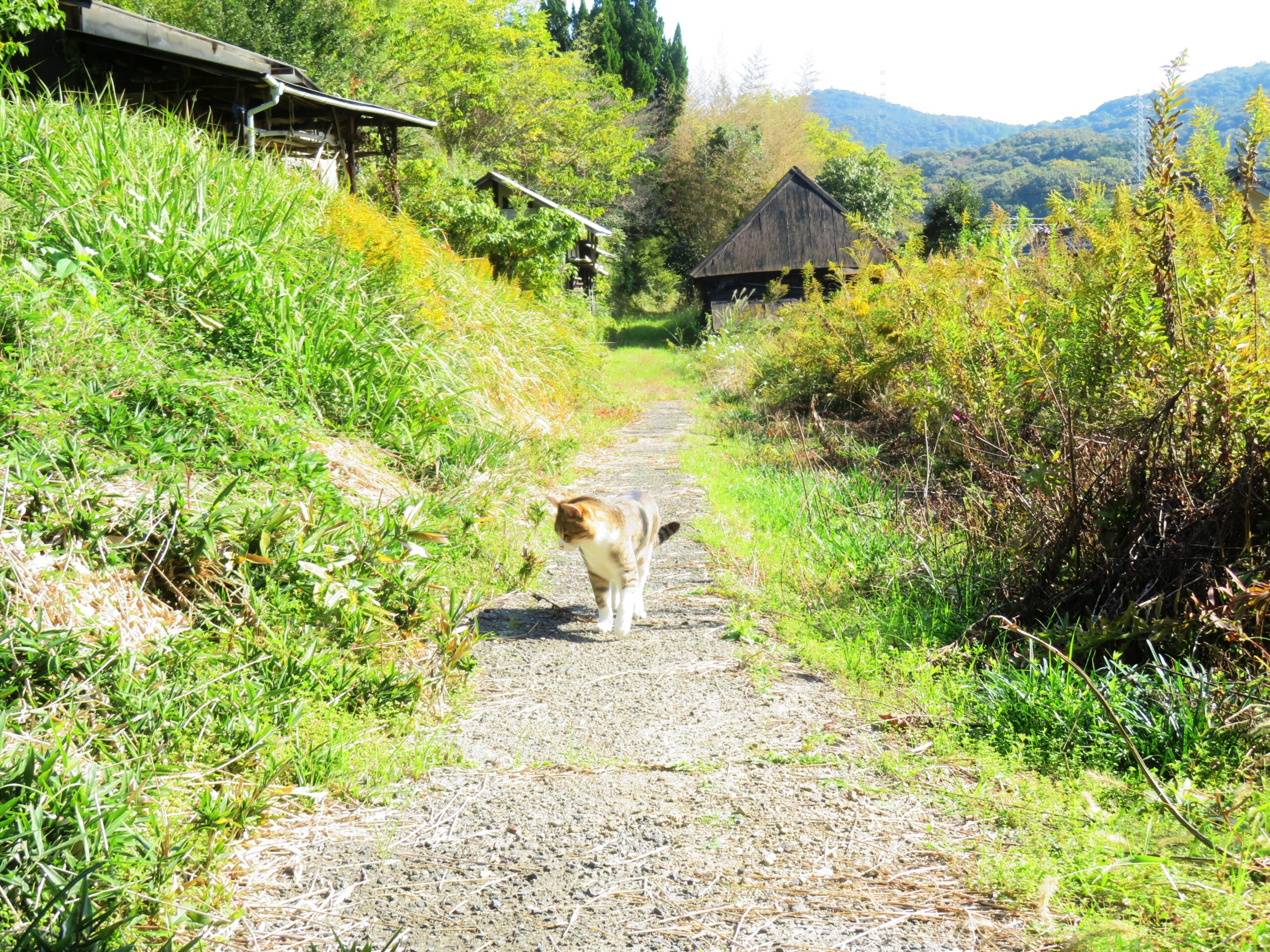 ねこ、風太　巡回