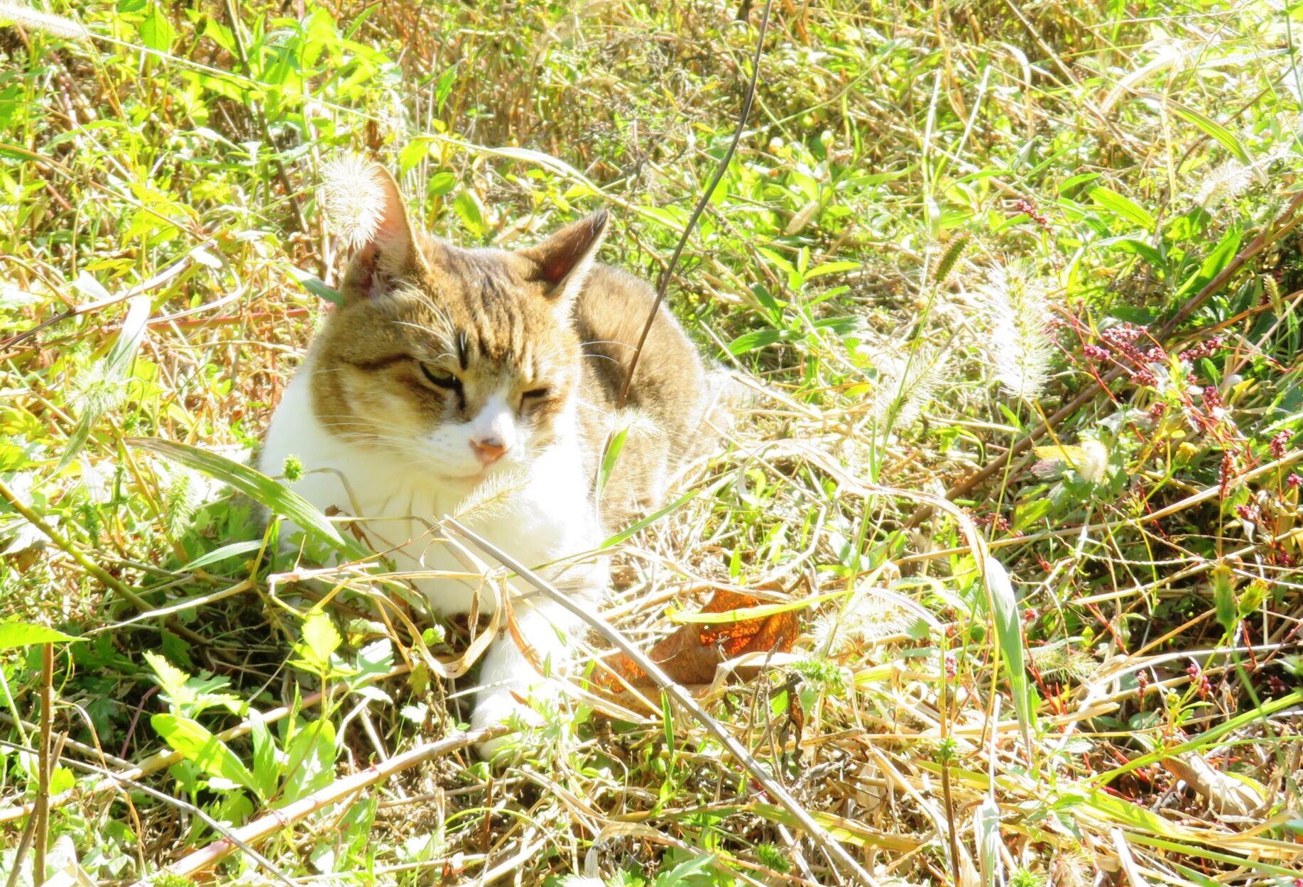 ねこ、風太　ひなたぼっこ