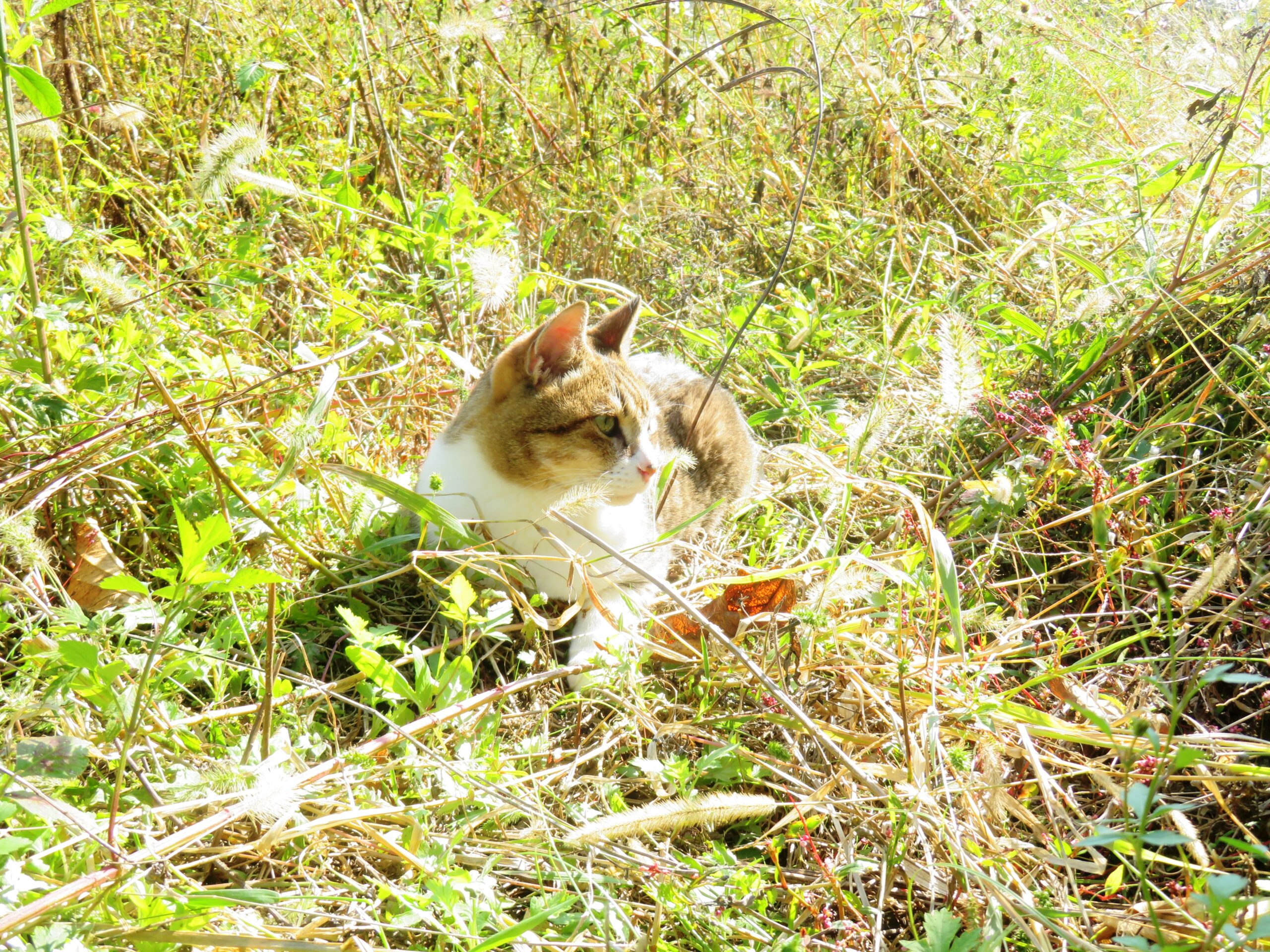 ねこ、風太　ひなたぼっこ