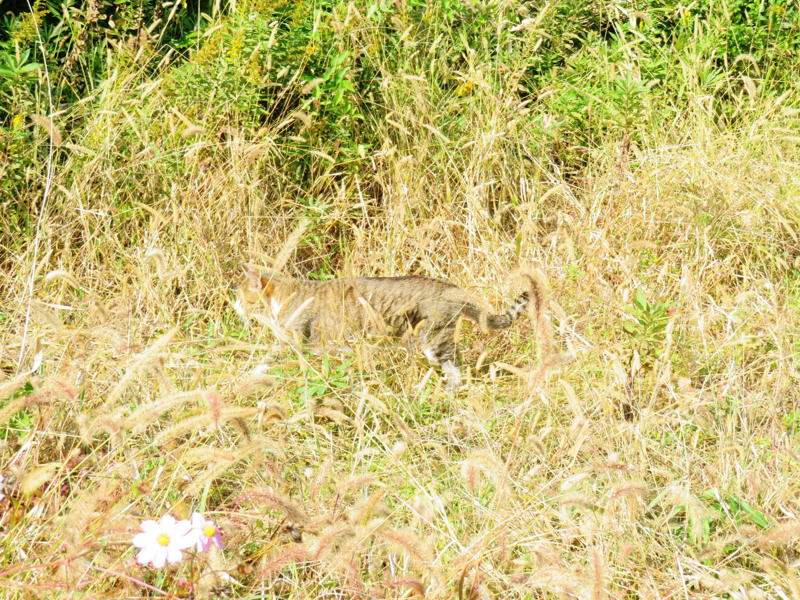 ねこ、風太　巡回