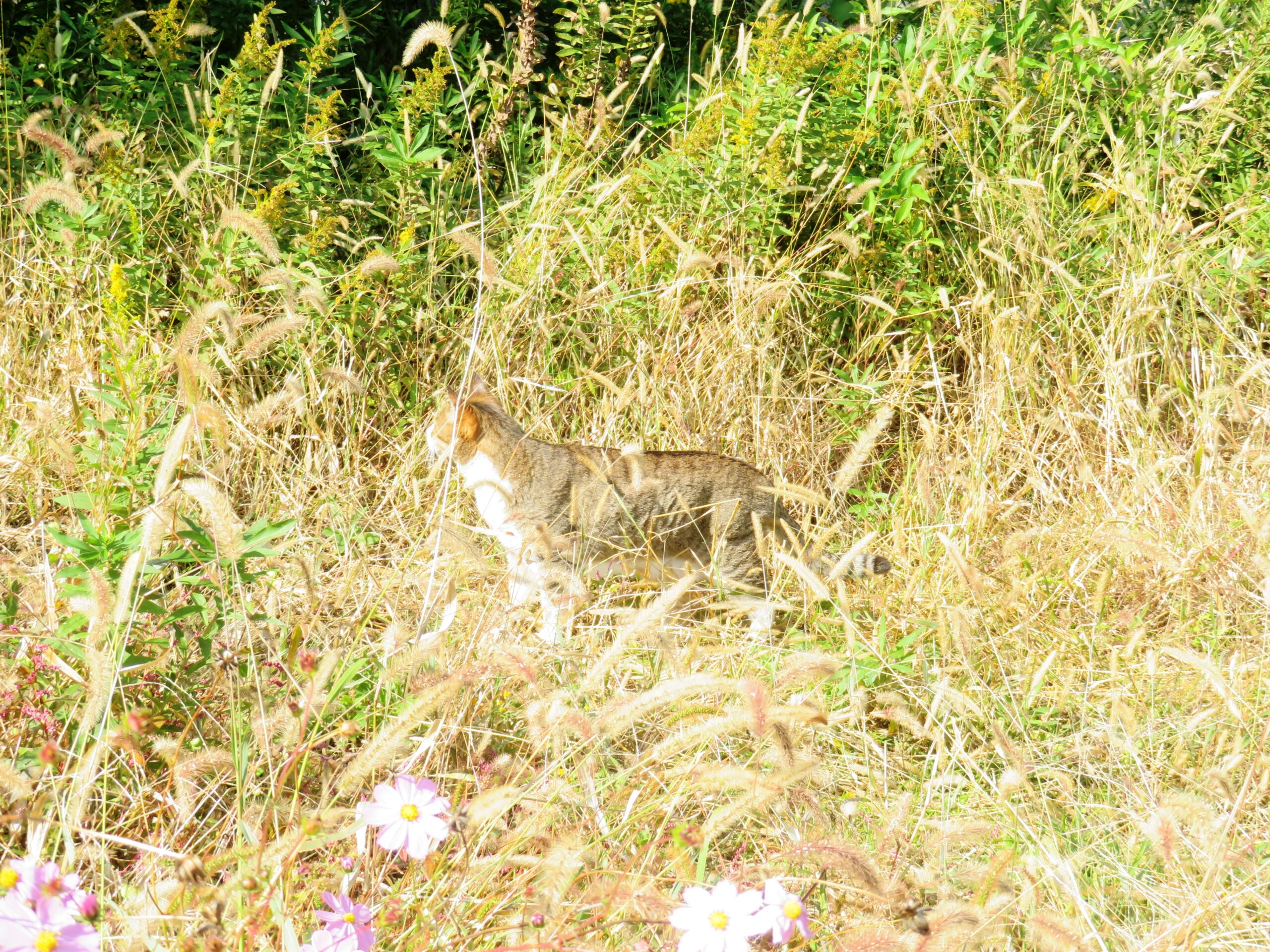 ねこ、風太　巡回