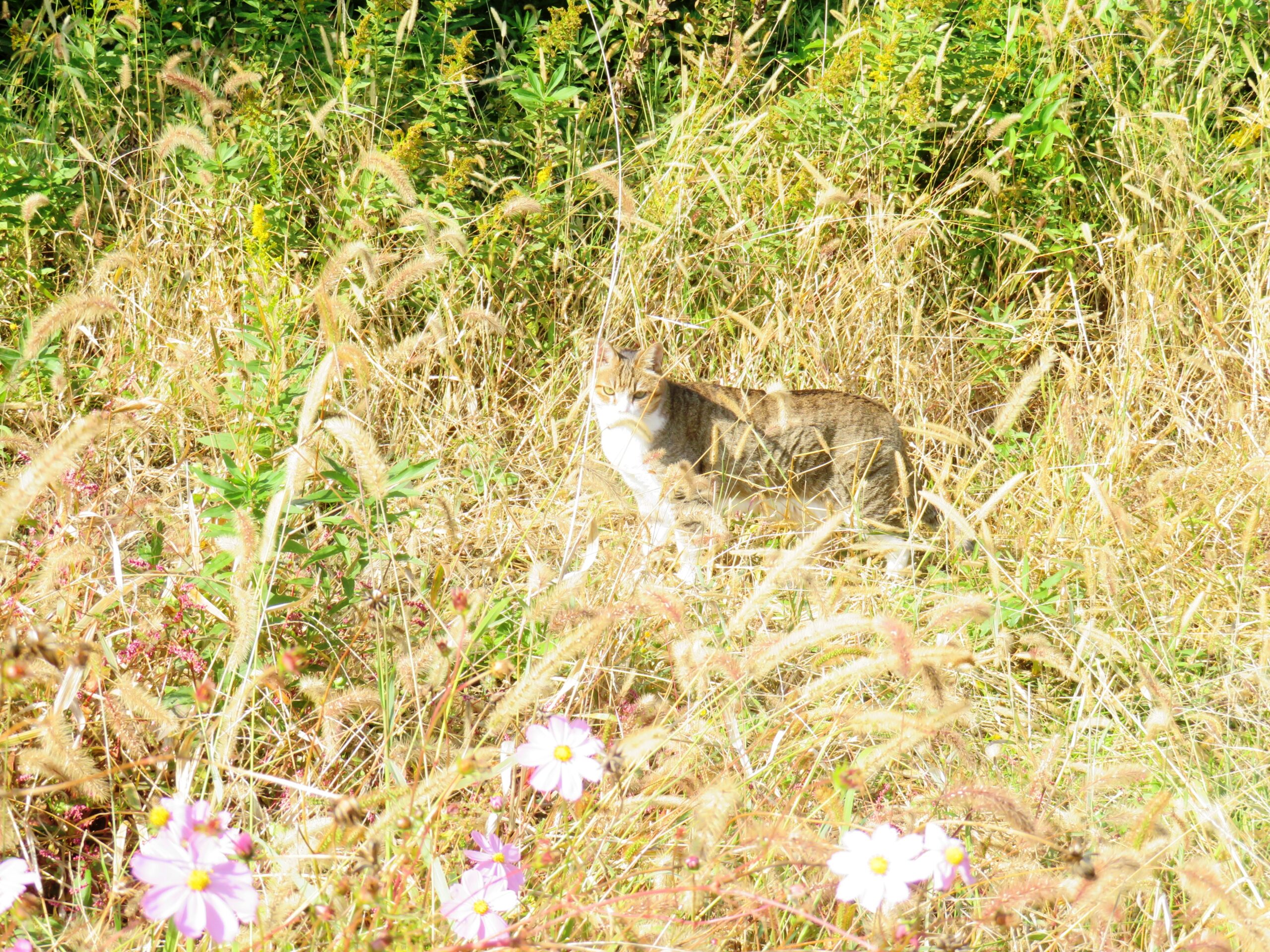 ねこ、風太　巡回