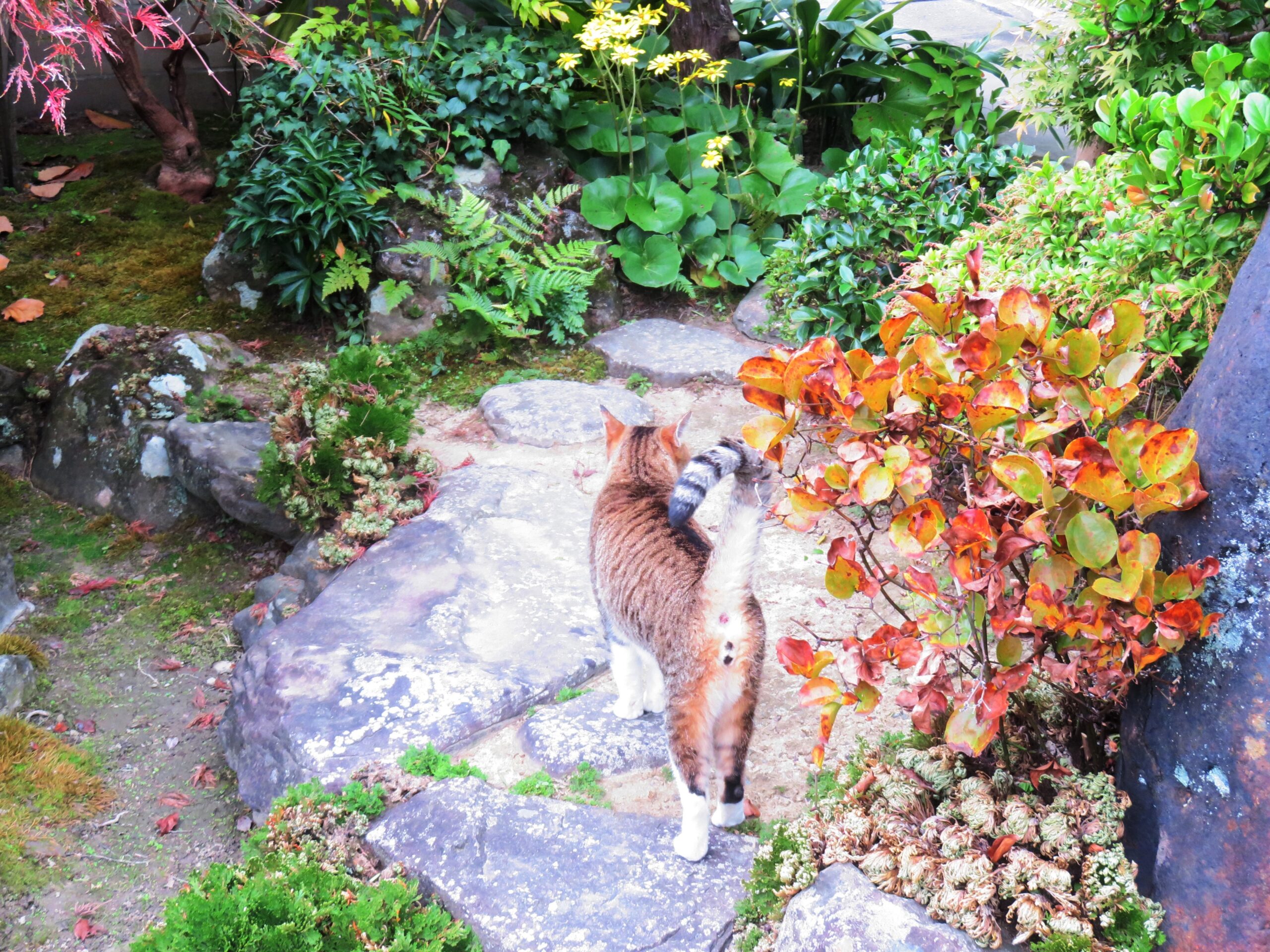 ねこ、風太　巡回