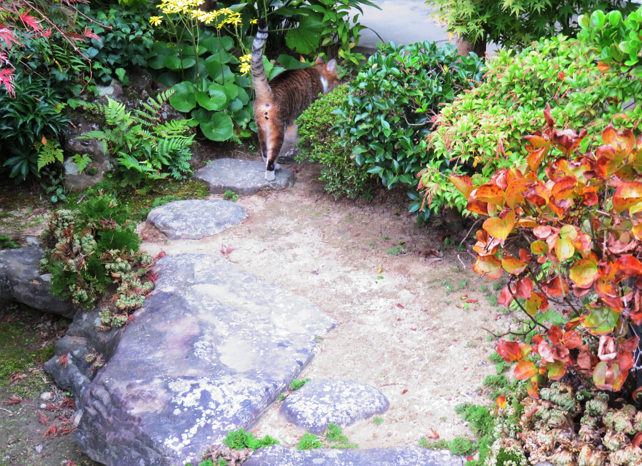 ねこ、風太　巡回