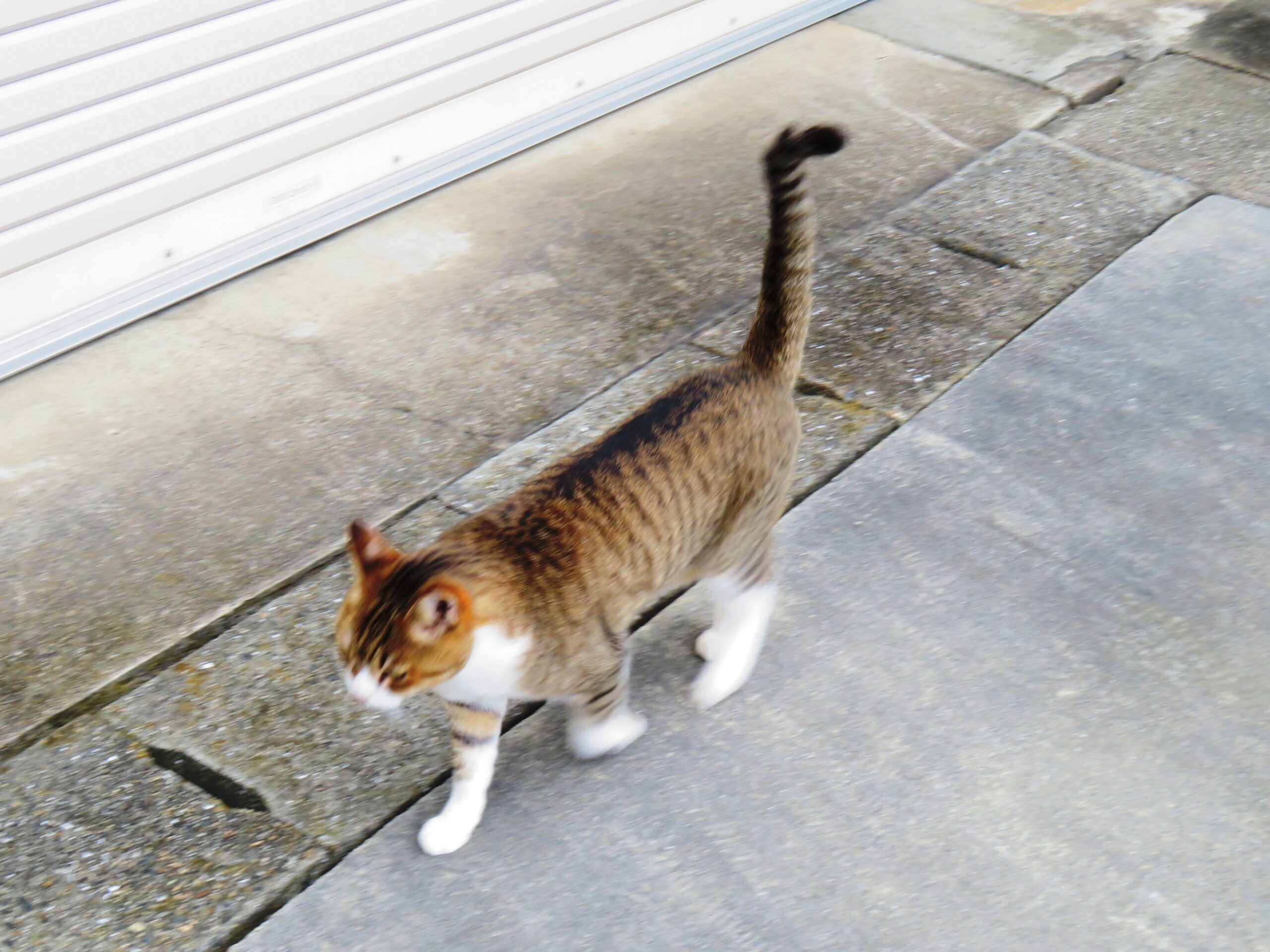 ねこ、風太　巡回