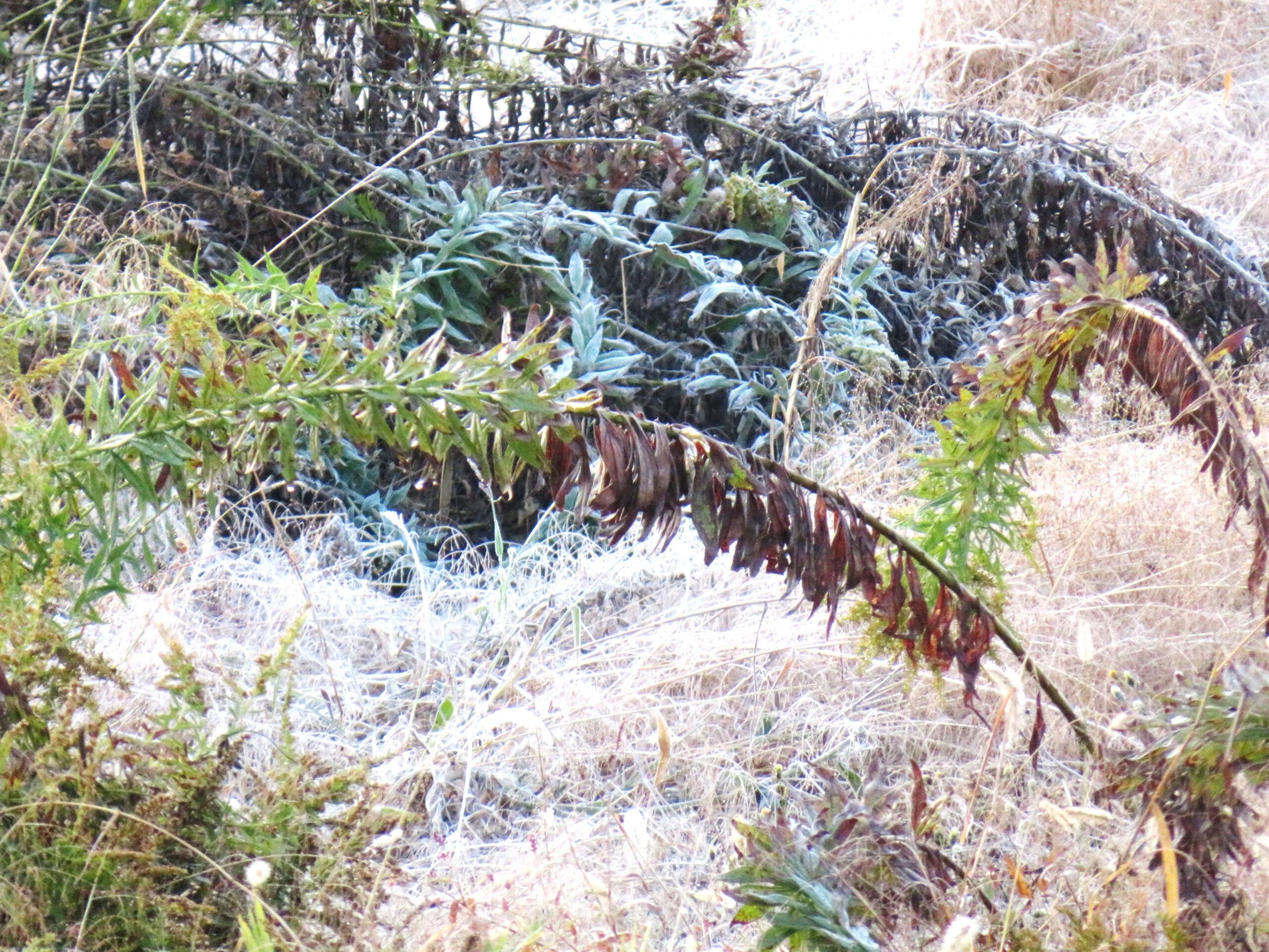 11月　田舎の朝