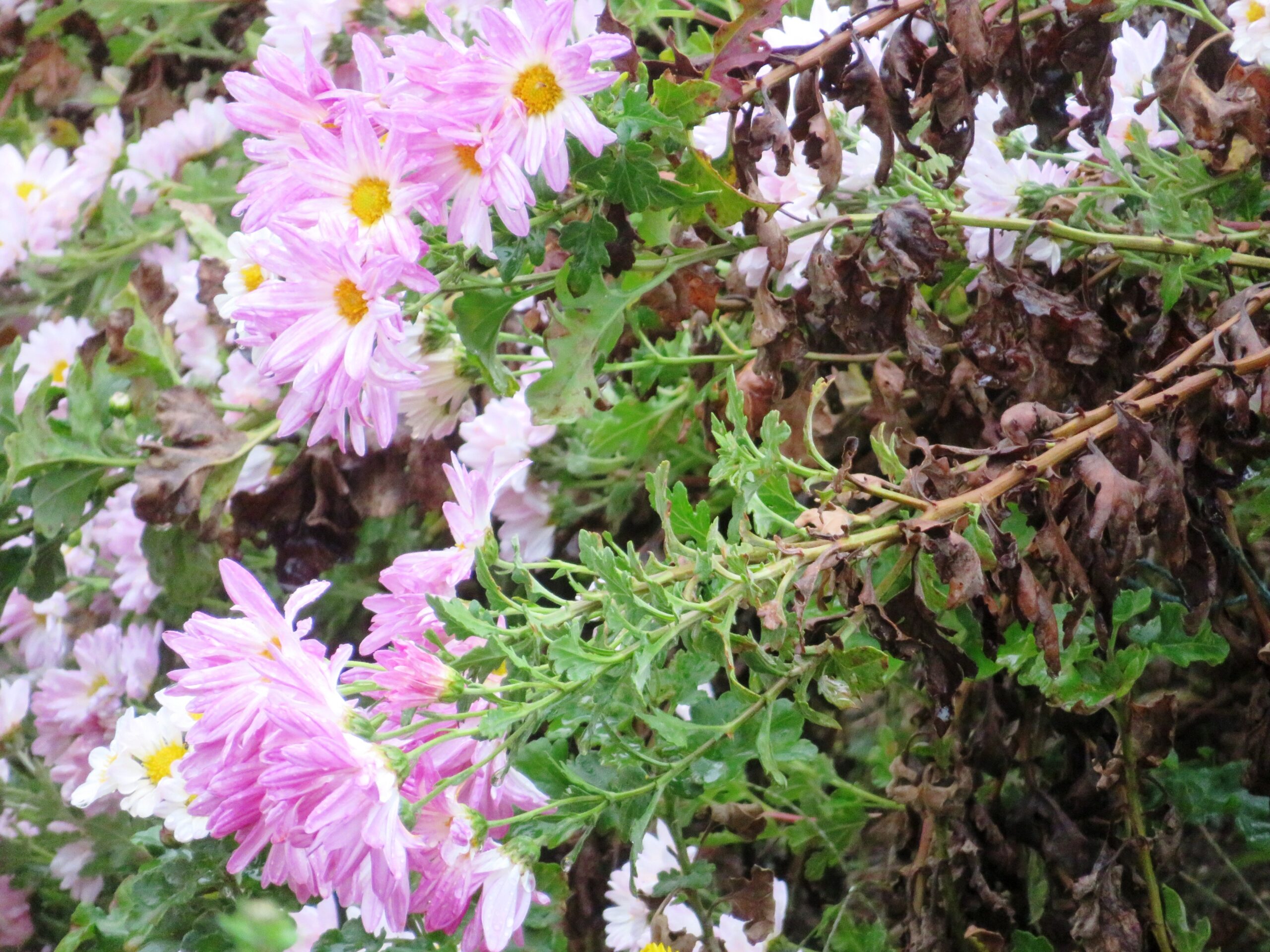 雨に打たれる小菊