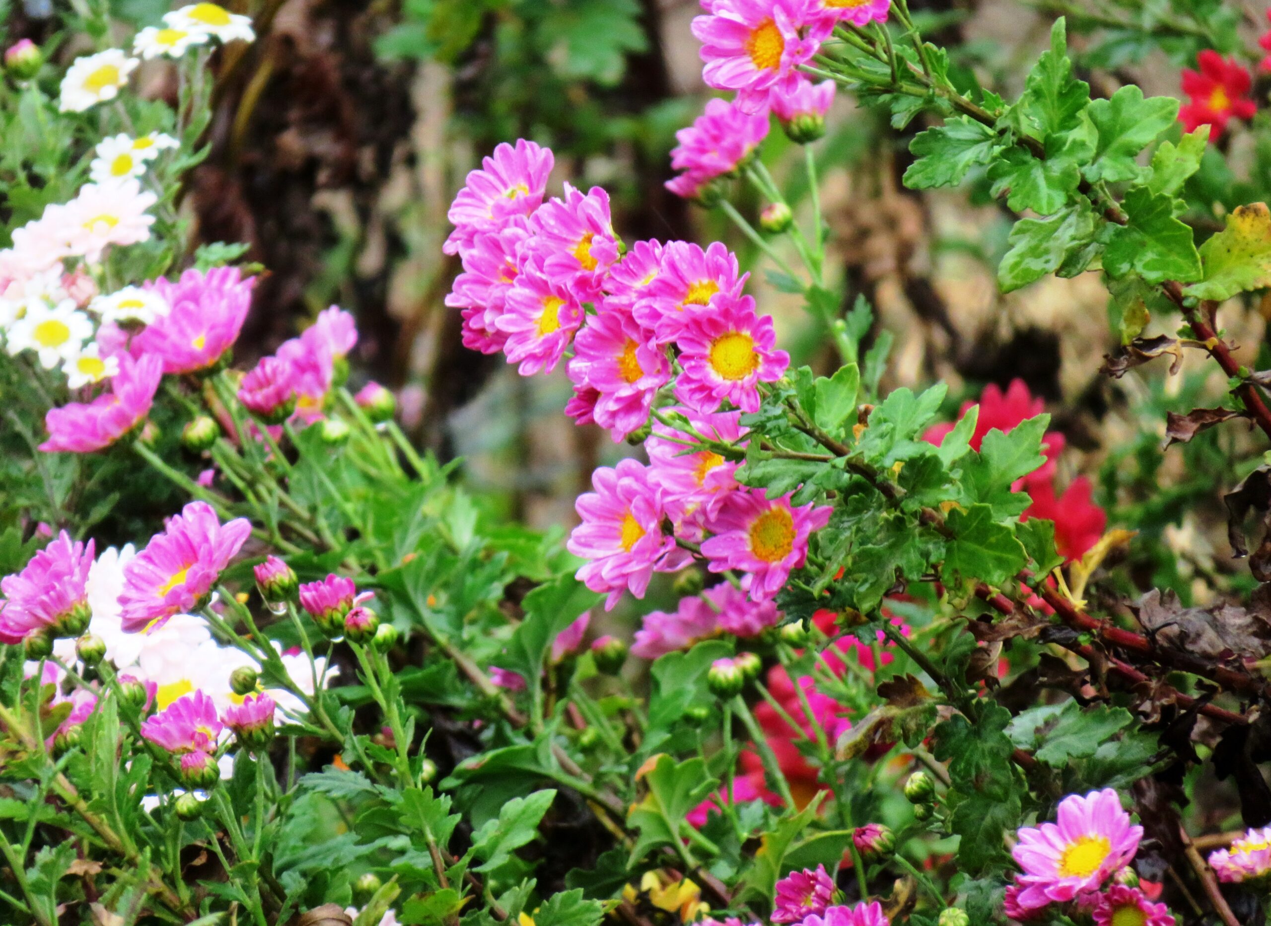 雨に打たれる小菊