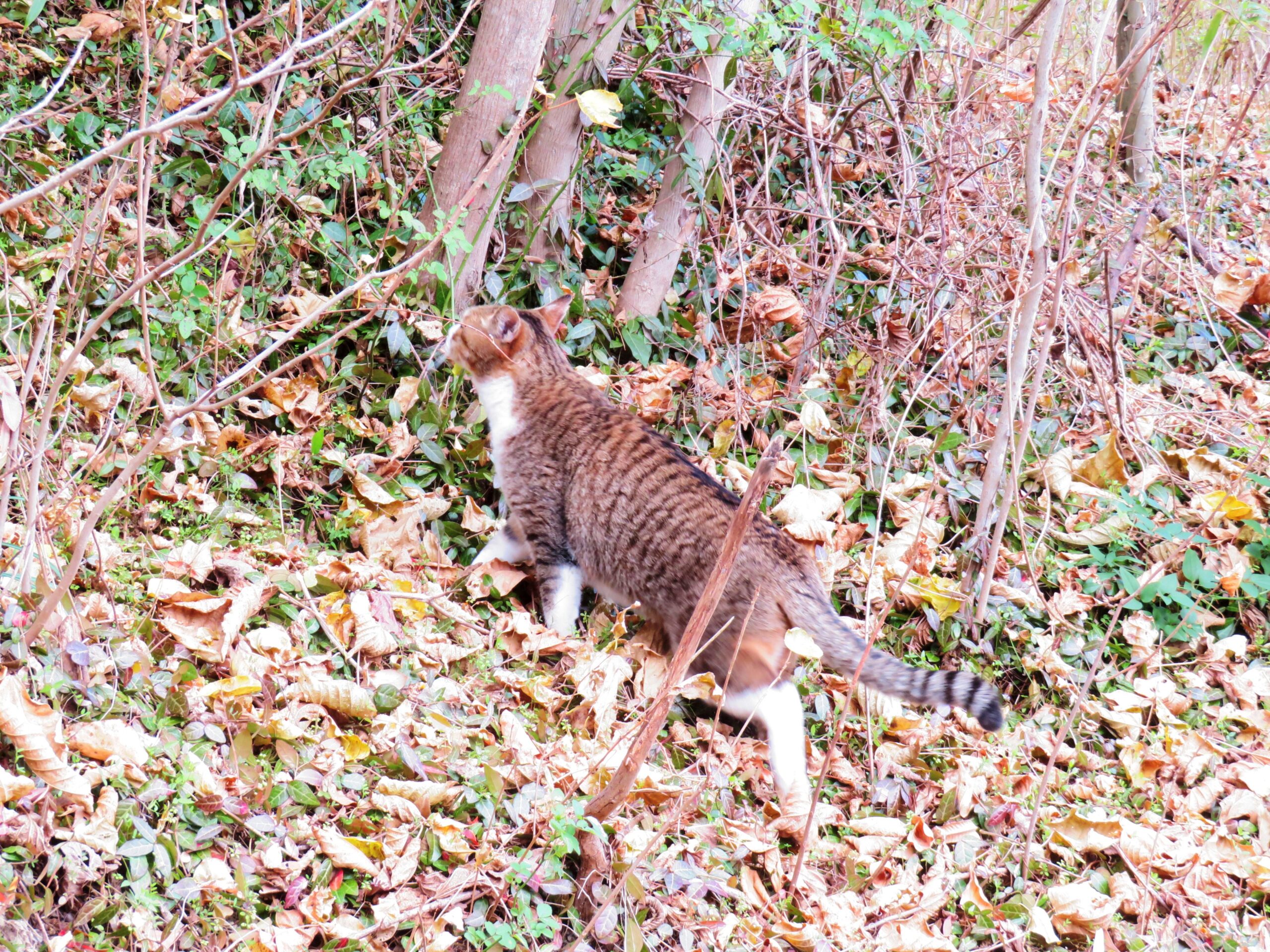 ねこ、風太　巡回