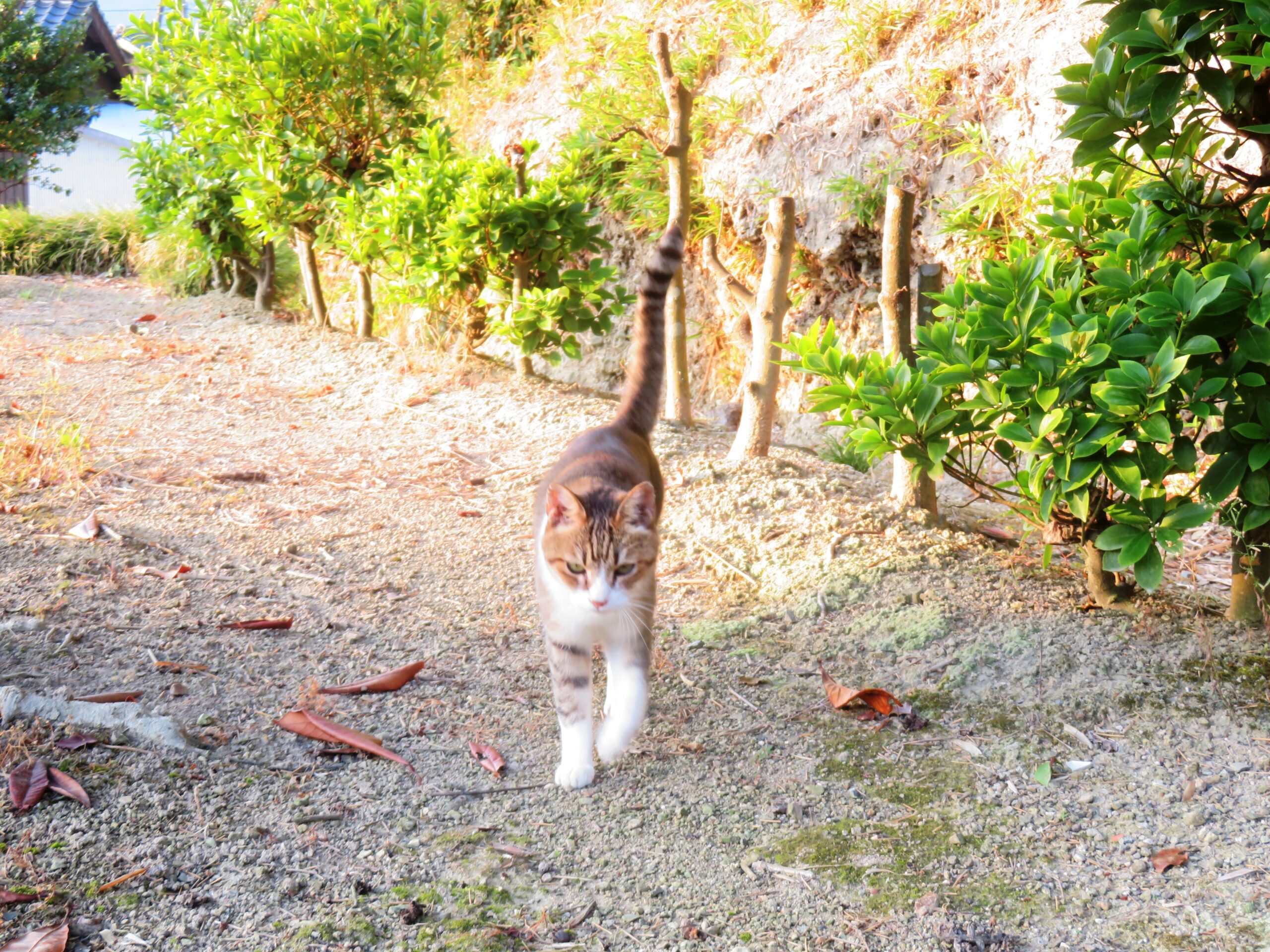 ねこ、風太　巡回