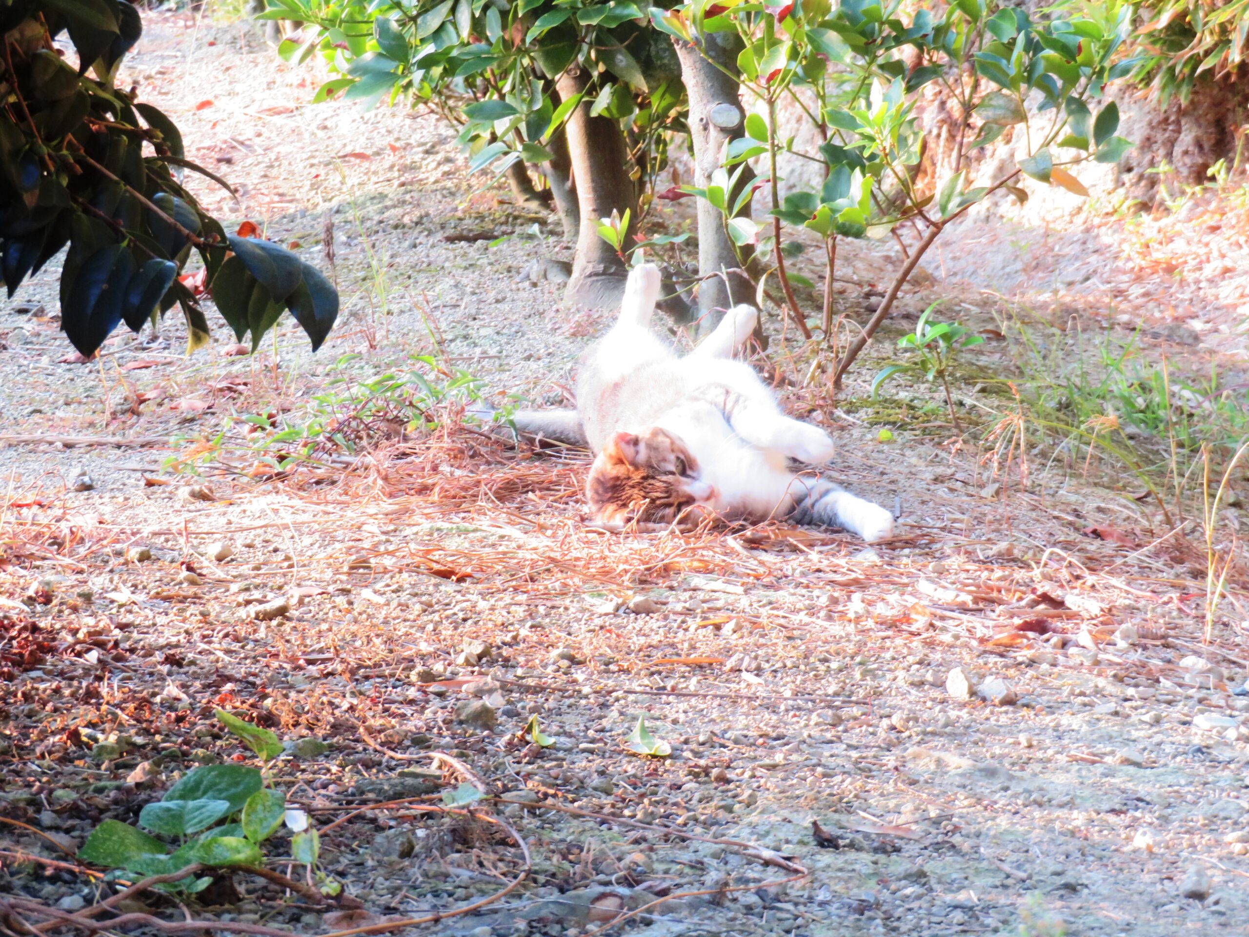 ねこ、風太　巡回