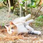 ねこ、風太　巡回