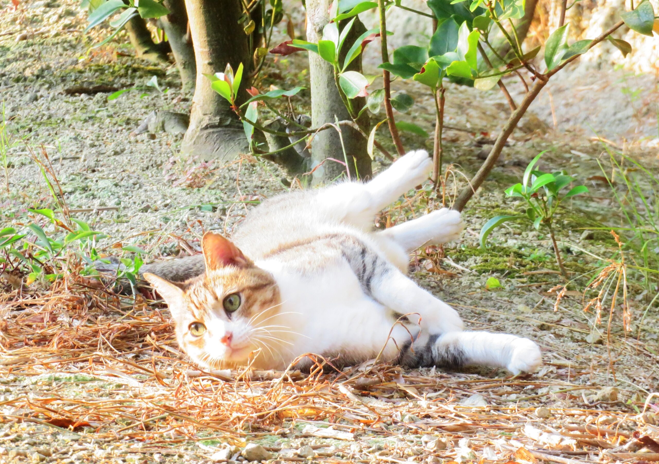 ねこ、風太　巡回