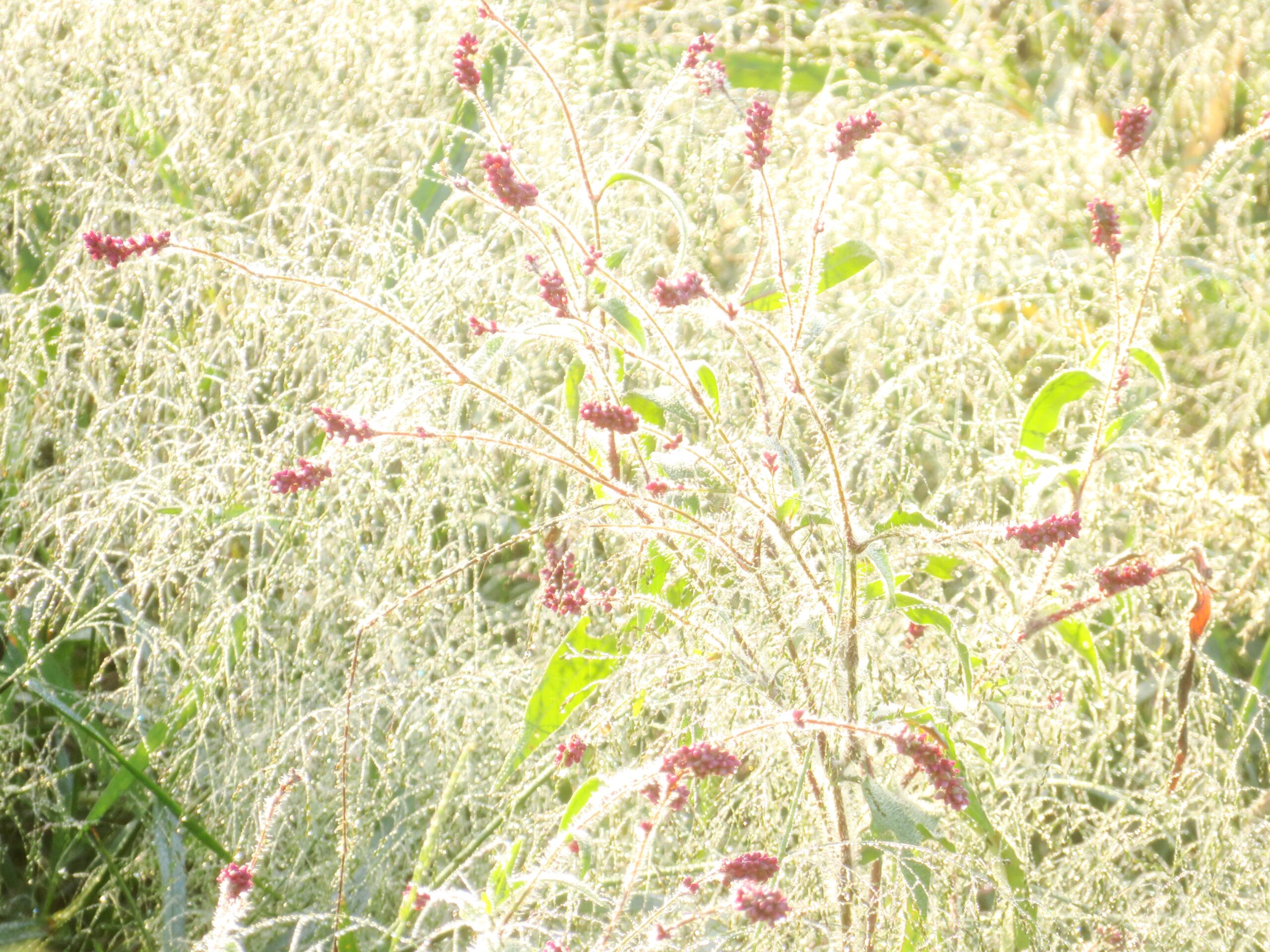 朝露と蓼の花