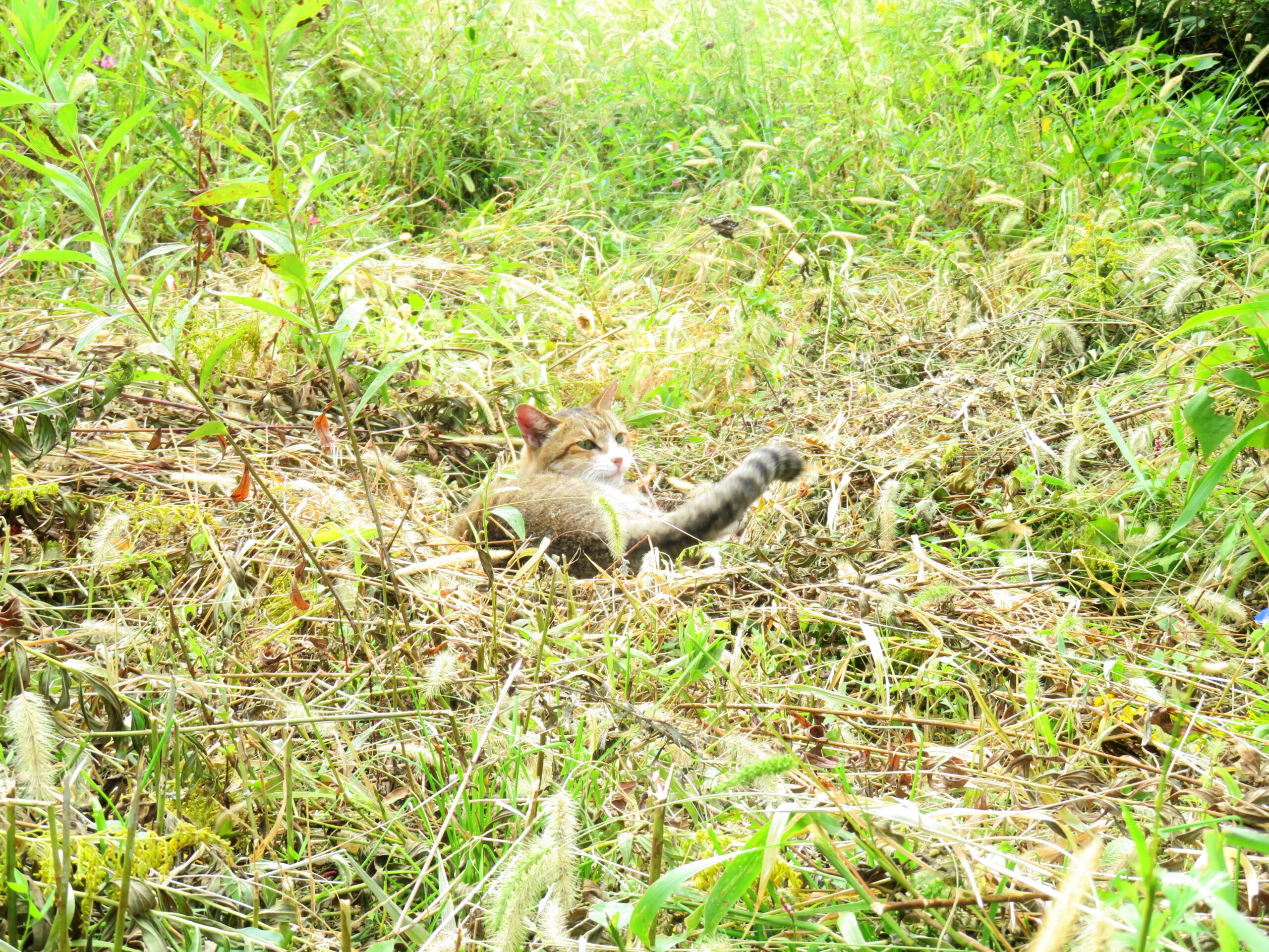 ねこ、風太　巡回