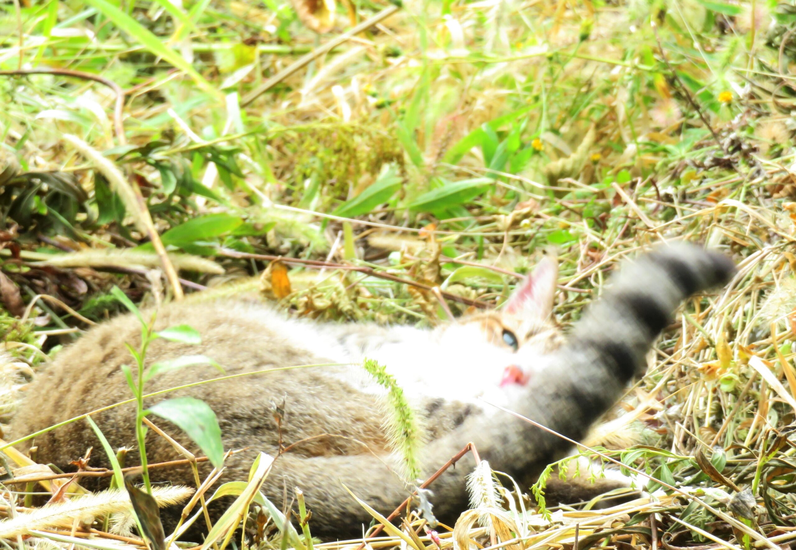 ねこ、風太　巡回