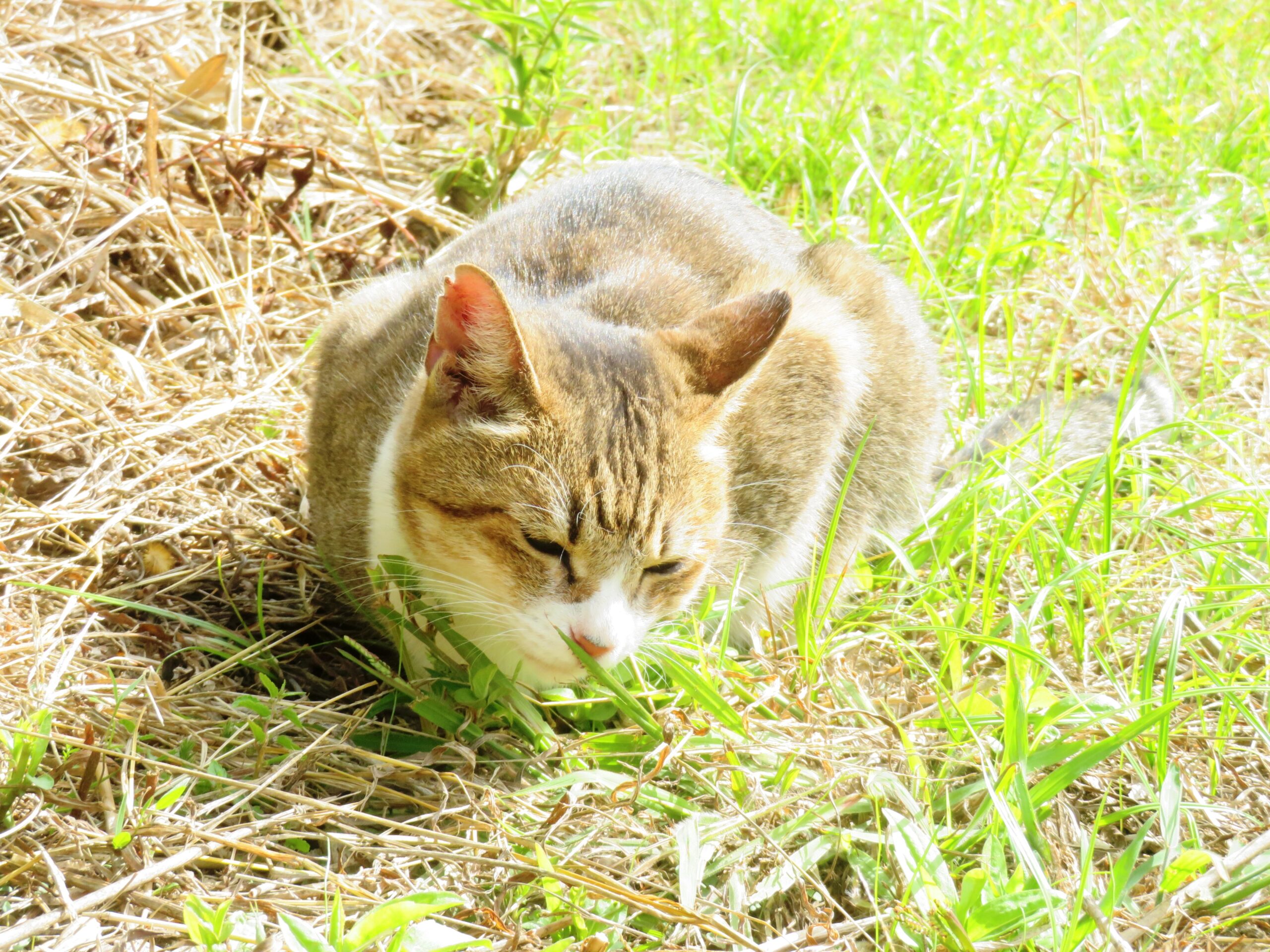 ねこ、風太　巡回