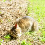 ねこ、風太　巡回