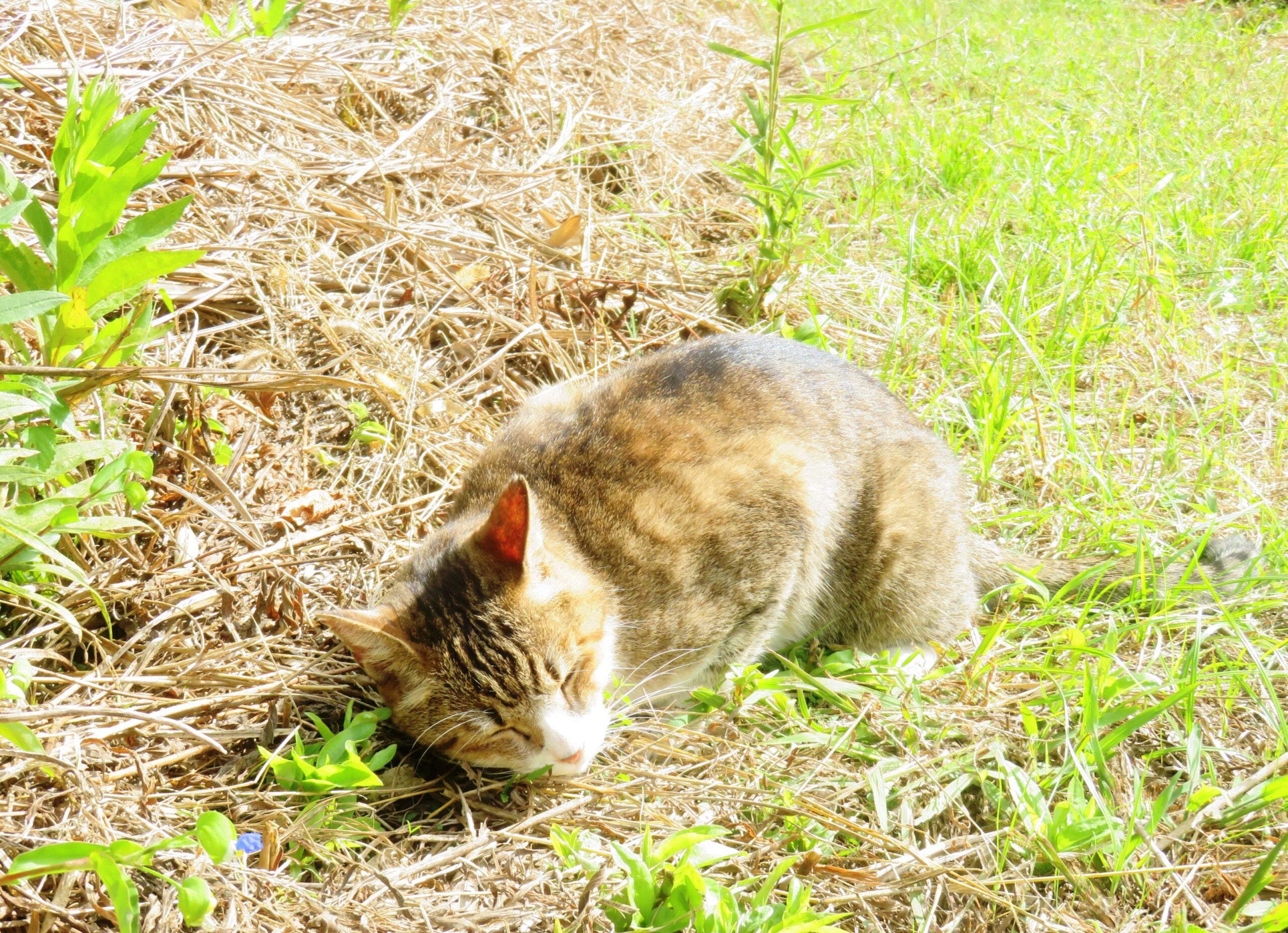 ねこ、風太　巡回