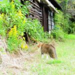 ねこ、風太　巡回