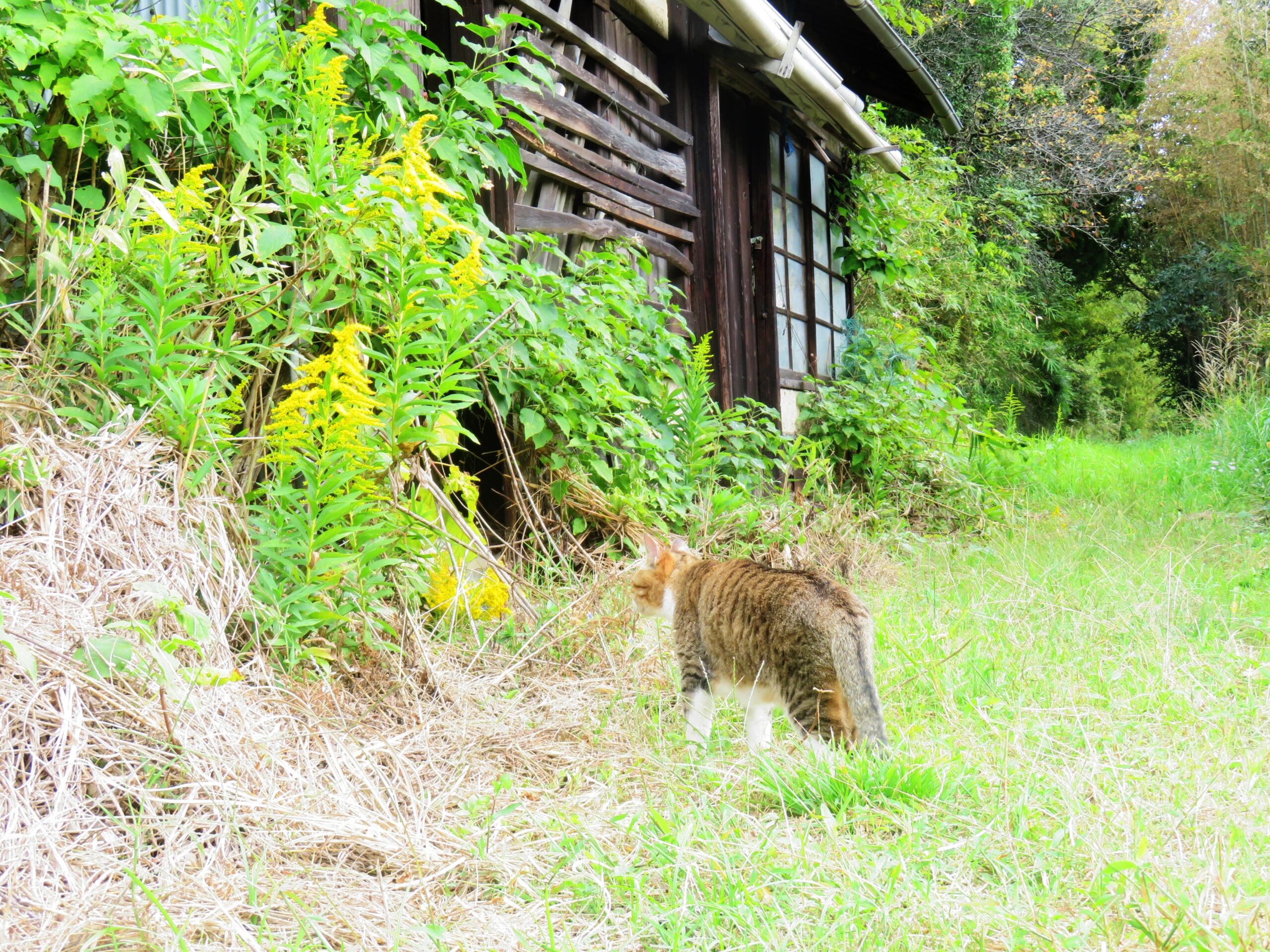 ねこ、風太　巡回