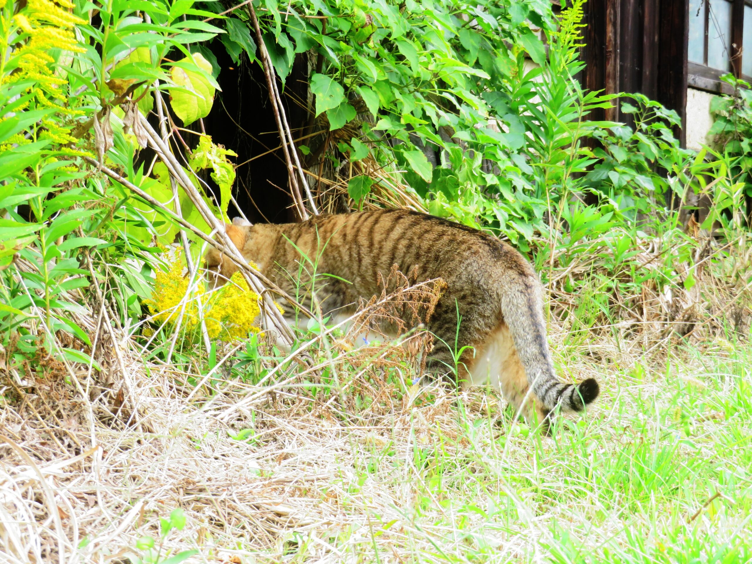 ねこ、風太　巡回