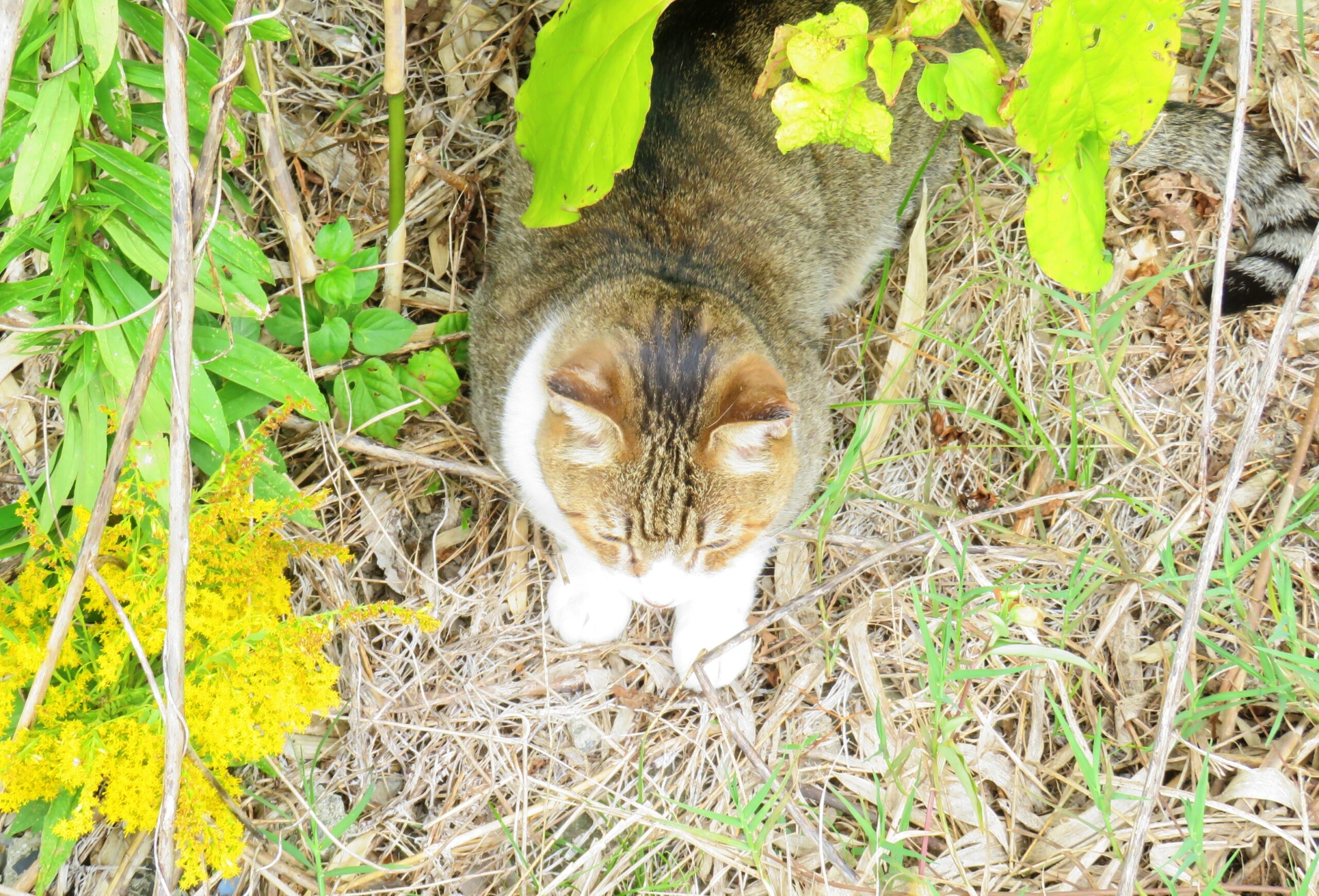 ねこ、風太　巡回