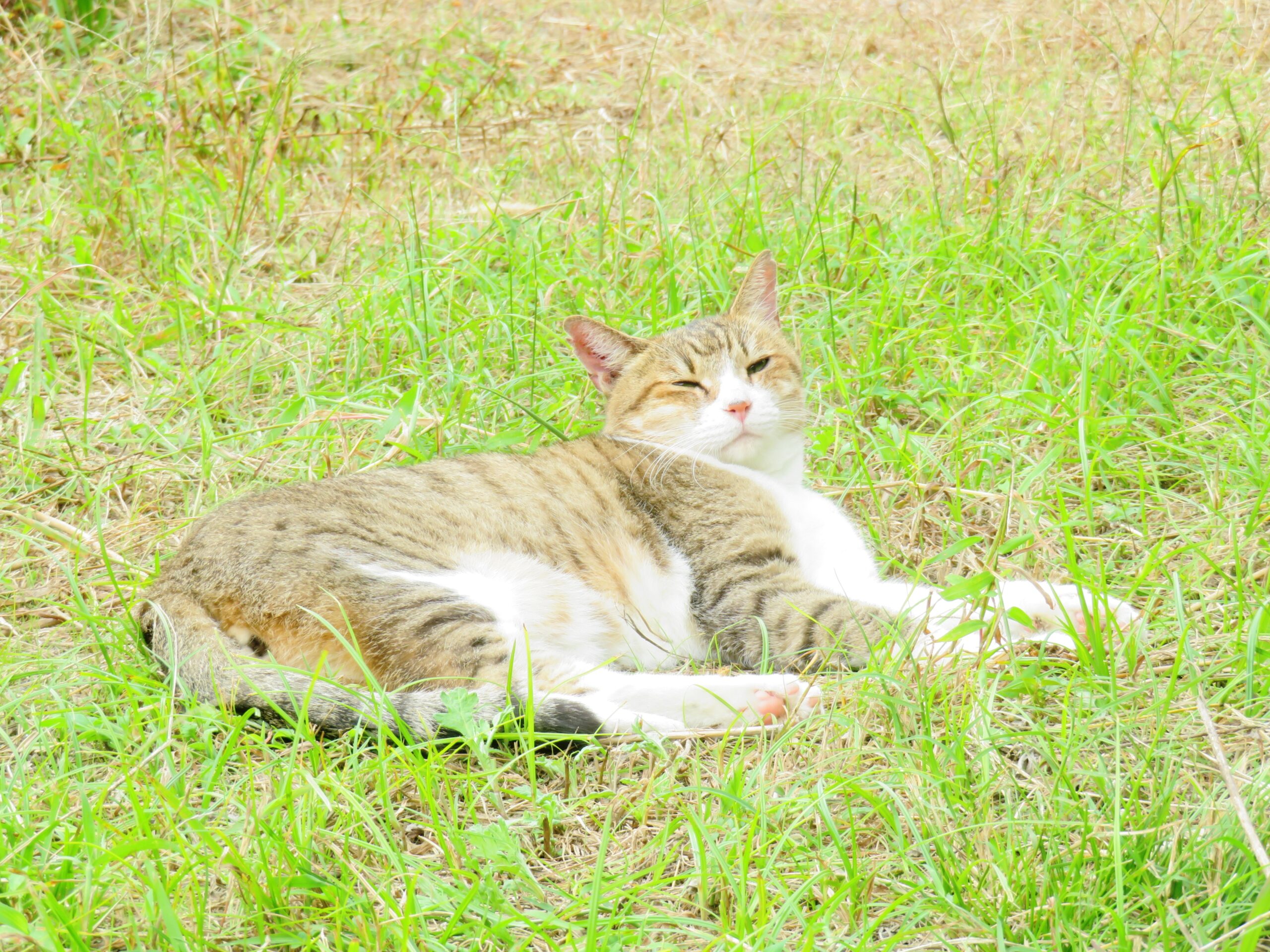 ねこ、風太　ひなたぼっこ