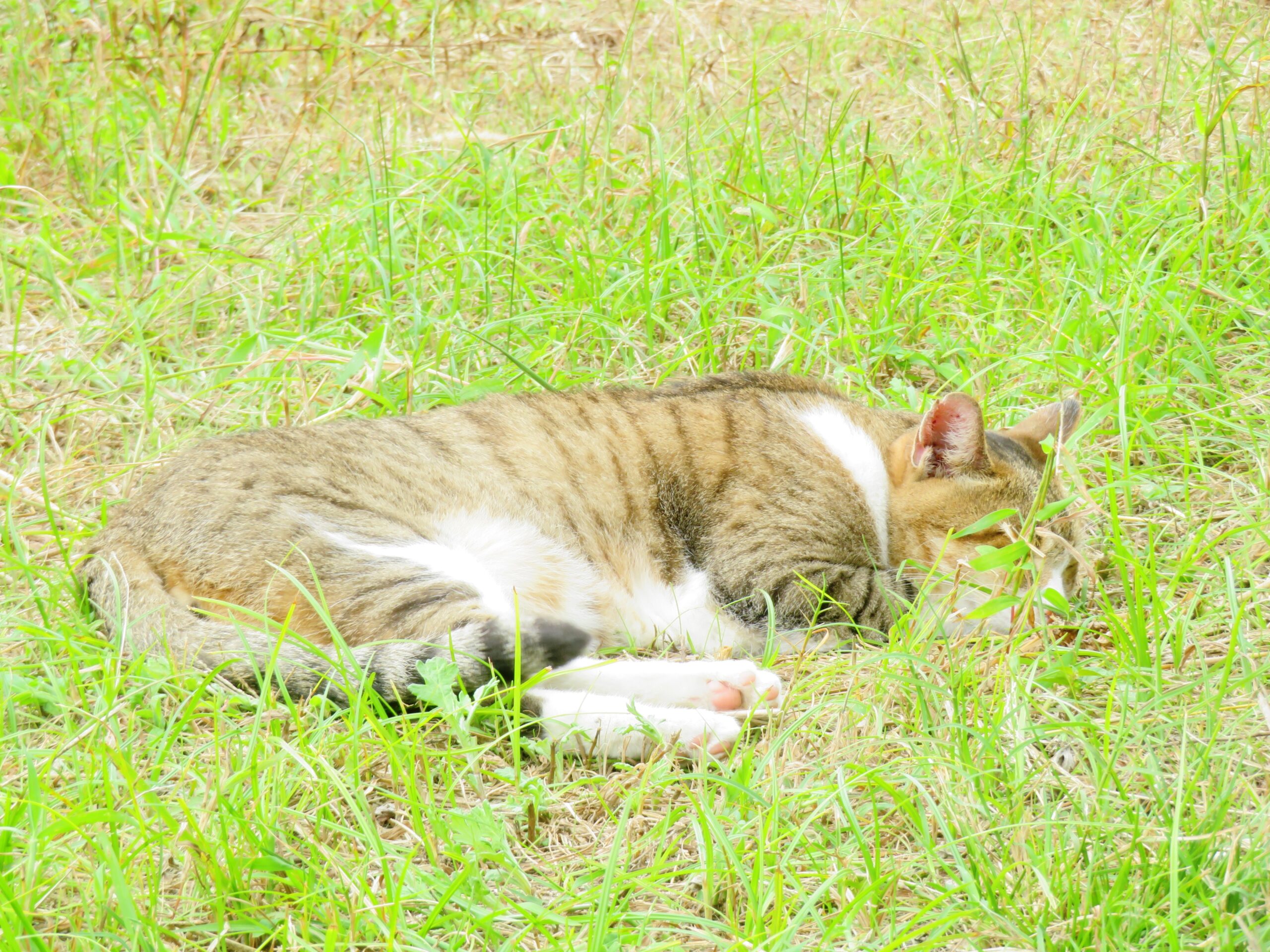 ねこ、風太　ひなたぼっこ