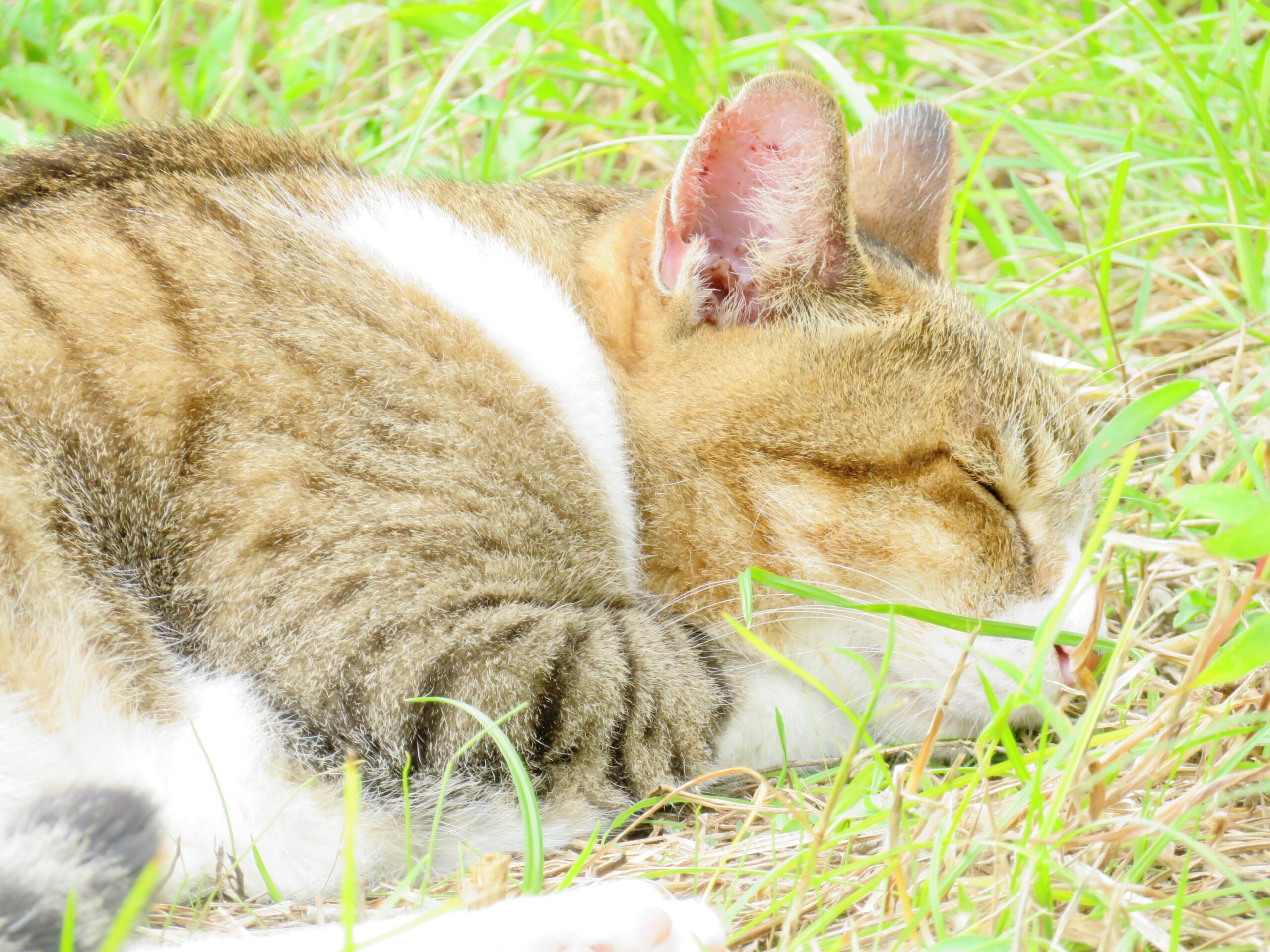 ねこ、風太　ひなたぼっこ