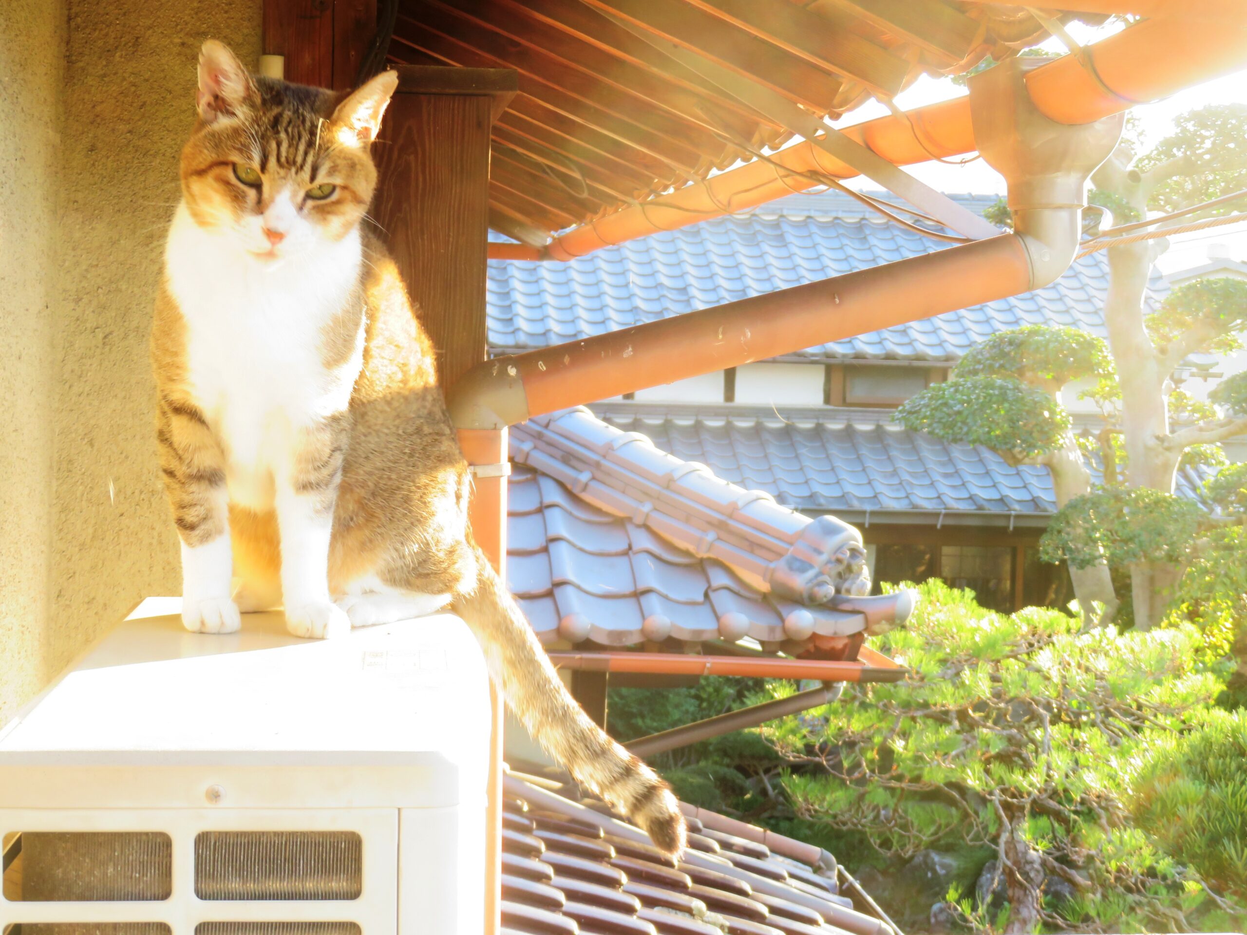 ねこ、風太　毛づくろい